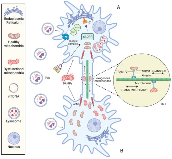 IJMS | Free Full-Text | Mitochondrial Transplantation In Mitochondrial ...