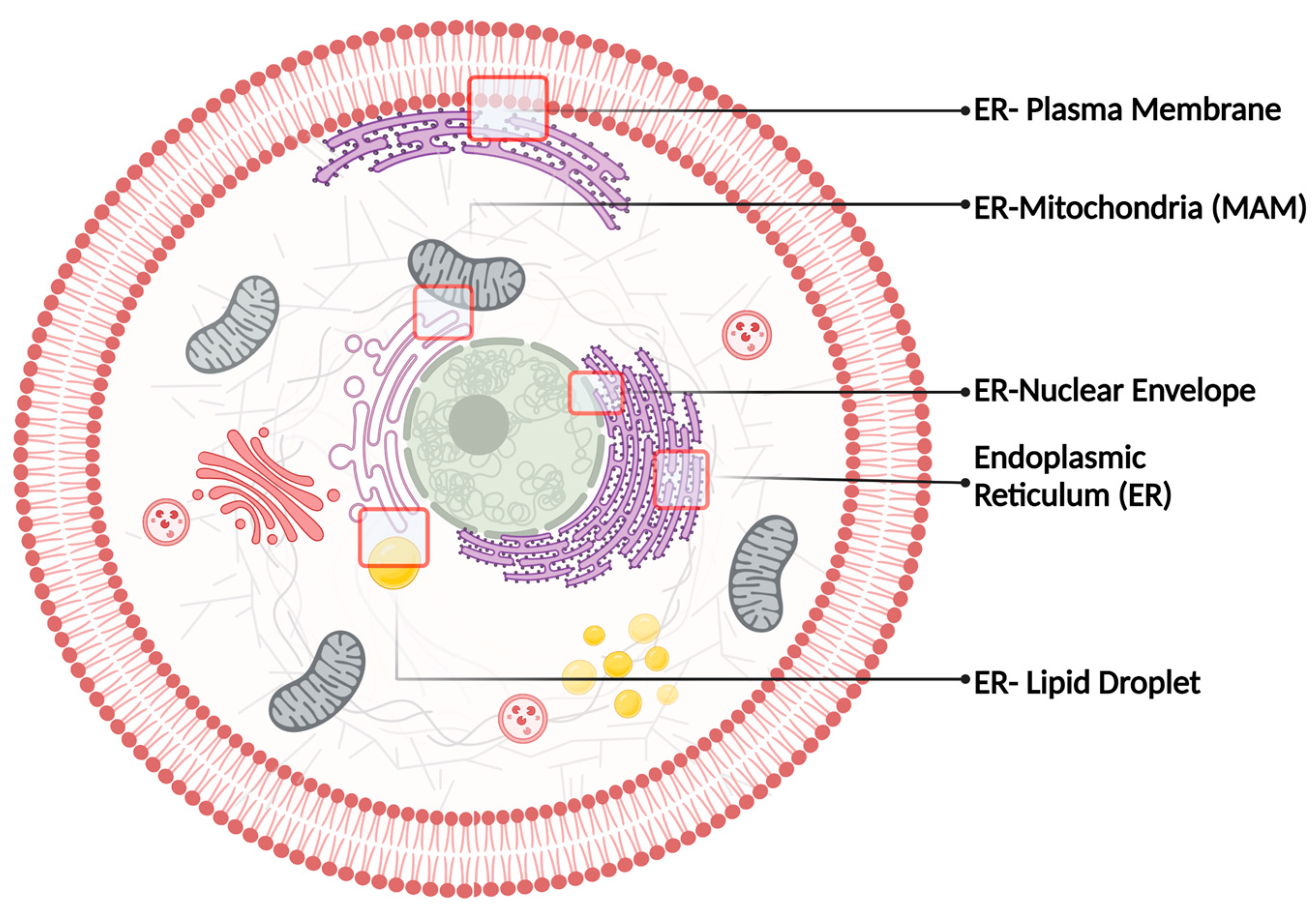 IJMS | Free Full-Text | Overview of Sigma-1R Subcellular Specific 