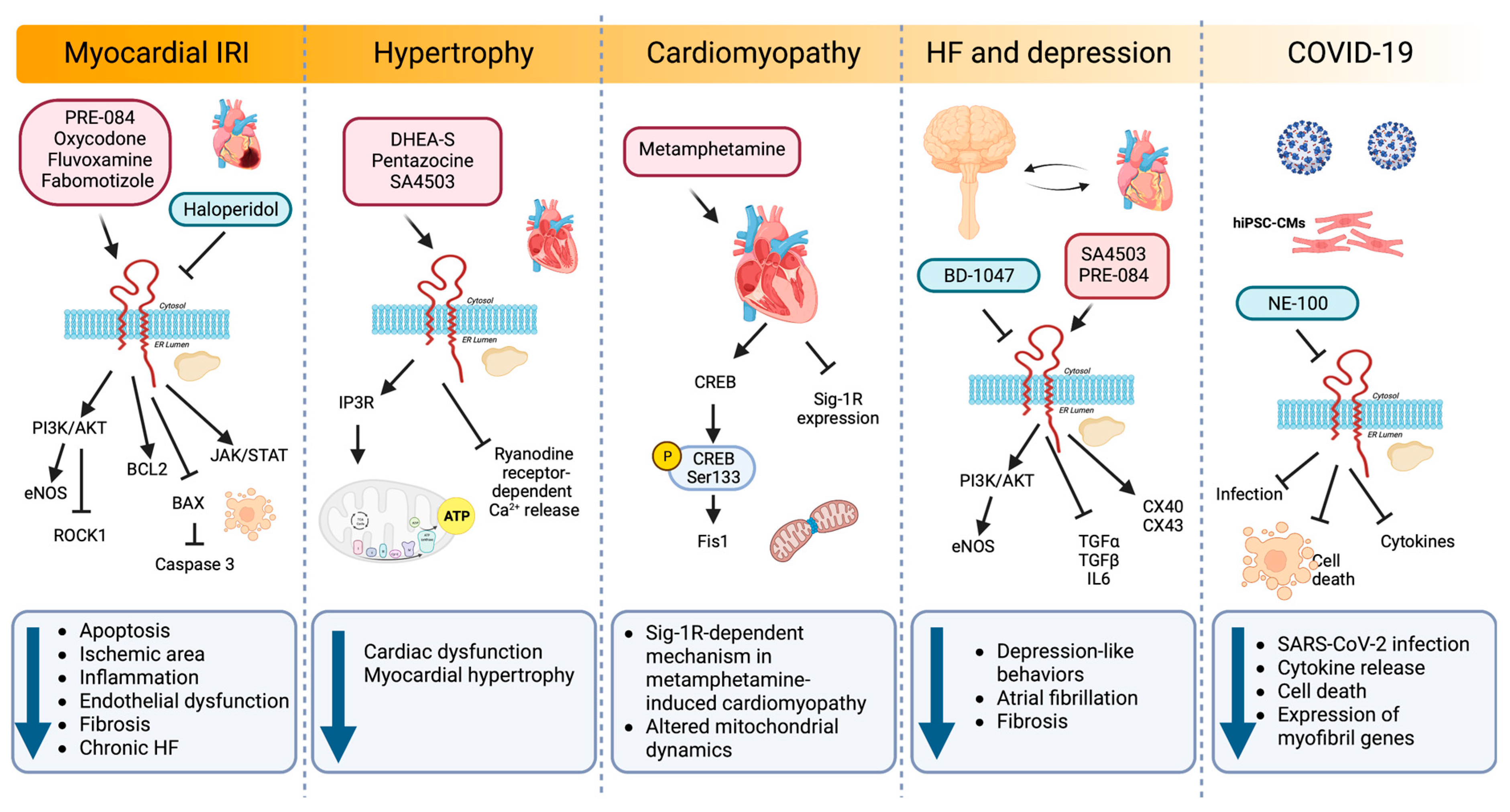 IJMS | Free Full-Text | Sigma-1 Receptor Signaling: In Search of 