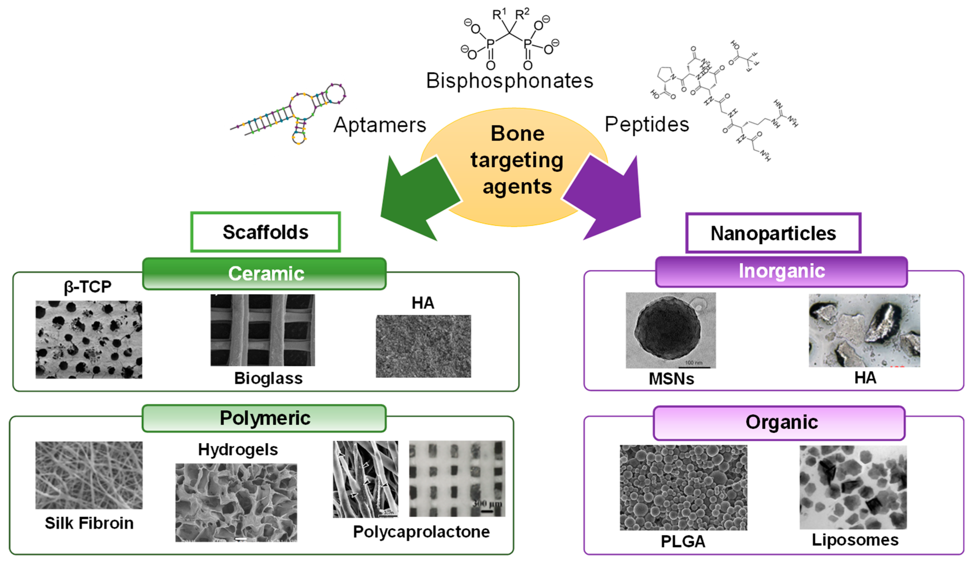 A comprehensive review on peptide-bearing biomaterials: From ex