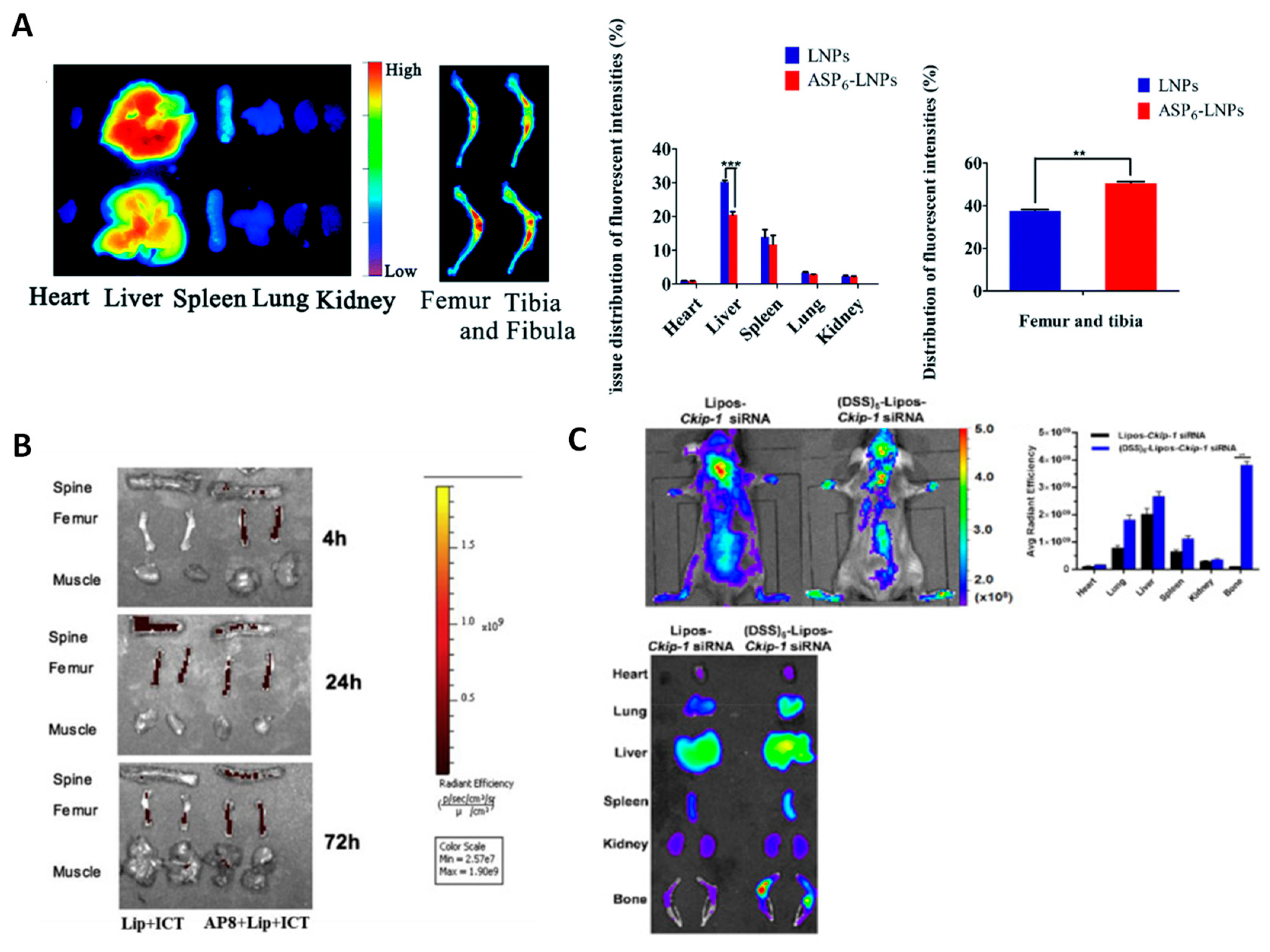 IJMS | Free Full-Text | Targeting Agents in Biomaterial-Mediated Bone ...