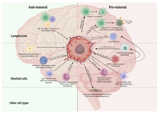 IJMS | Free Full-Text | The Tumor Immune Microenvironment in 