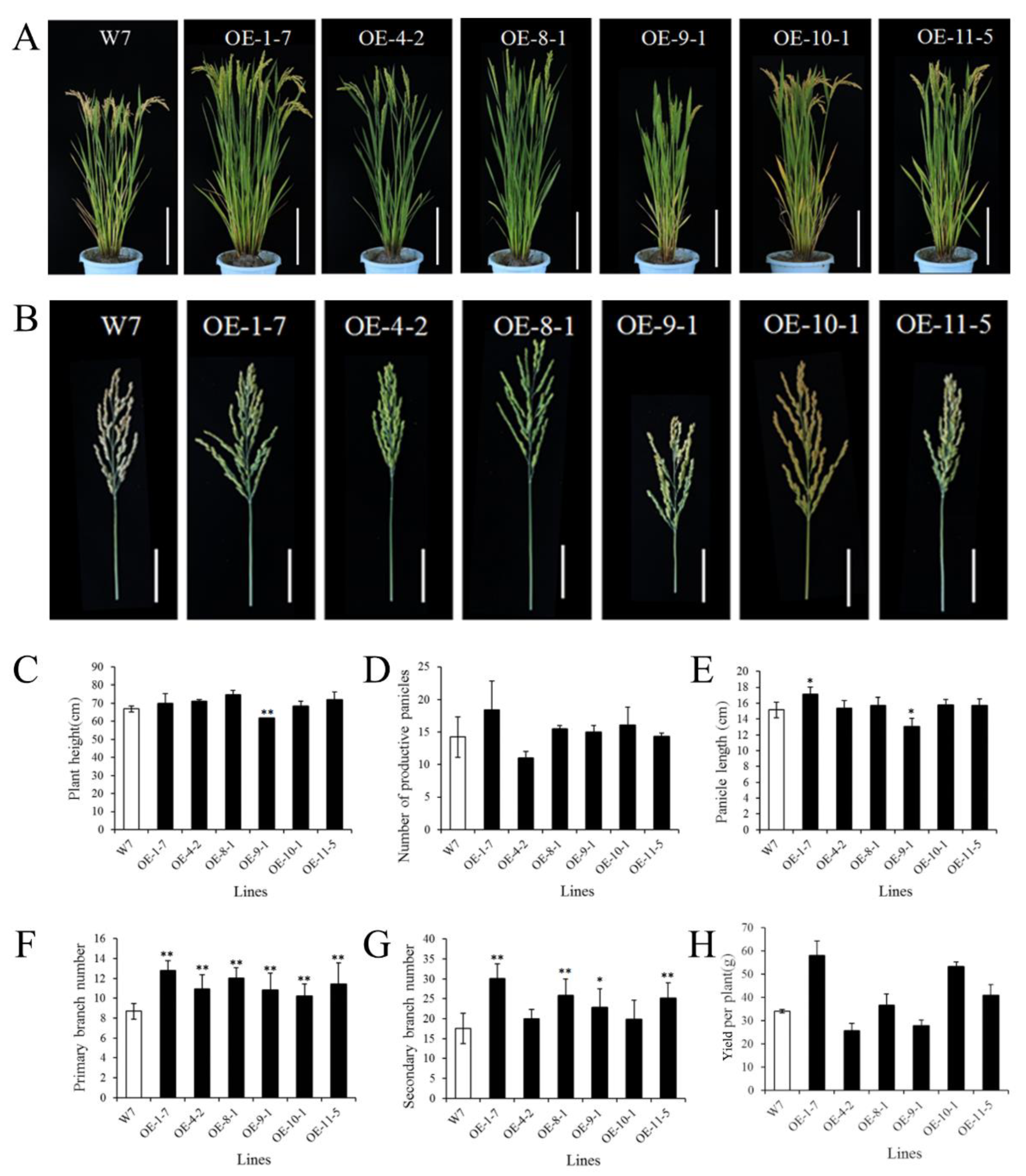 Ijms 24 02025 g006 Ijms 24 02025 g006