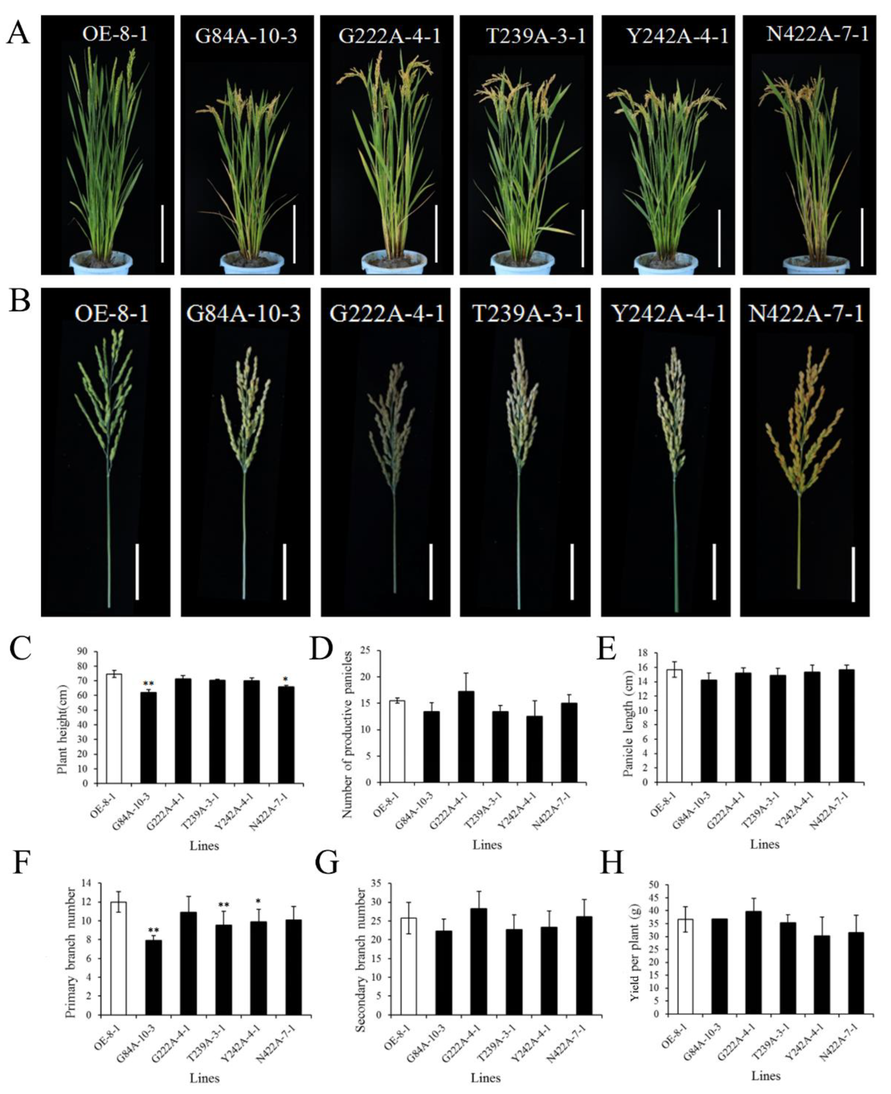 Ijms 24 02025 g007 Ijms 24 02025 g007