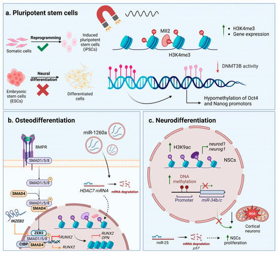 IJMS | Free Full-Text | Insights into the Molecular Mechanisms ...