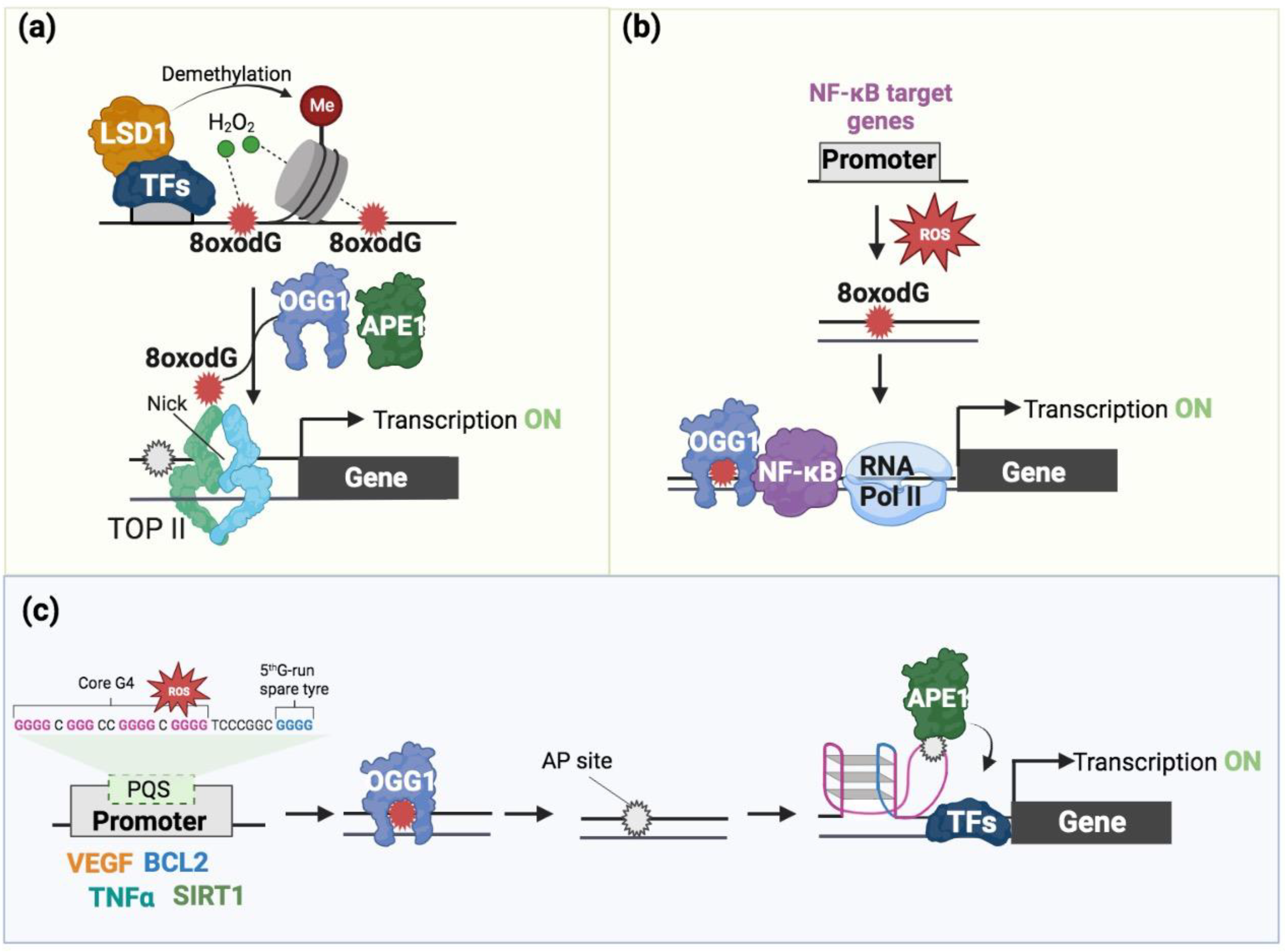 Ijms 24 02031 g003 Ijms 24 02031 g003