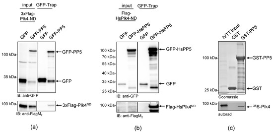 IJMS | Free Full-Text | Plk4 Is a Novel Substrate of Protein