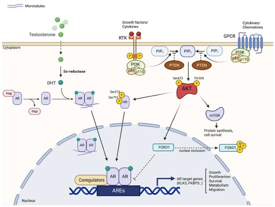 Ijms Free Full Text Ar And Pi3kakt In Prostate Cancer A Tale Of Two Interconnected Pathways 