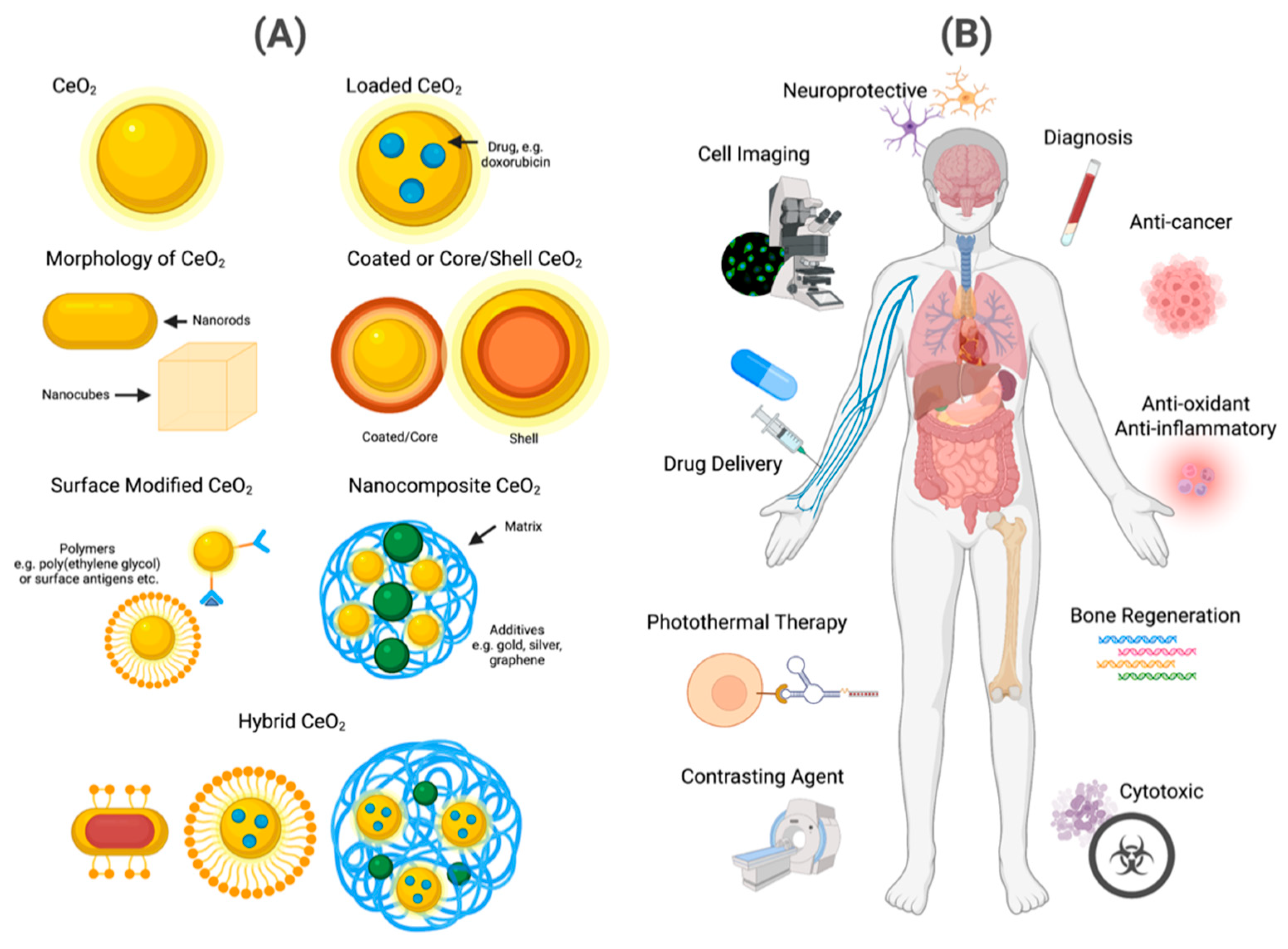 Ijms 24 02048 g007 Ijms 24 02048 g007