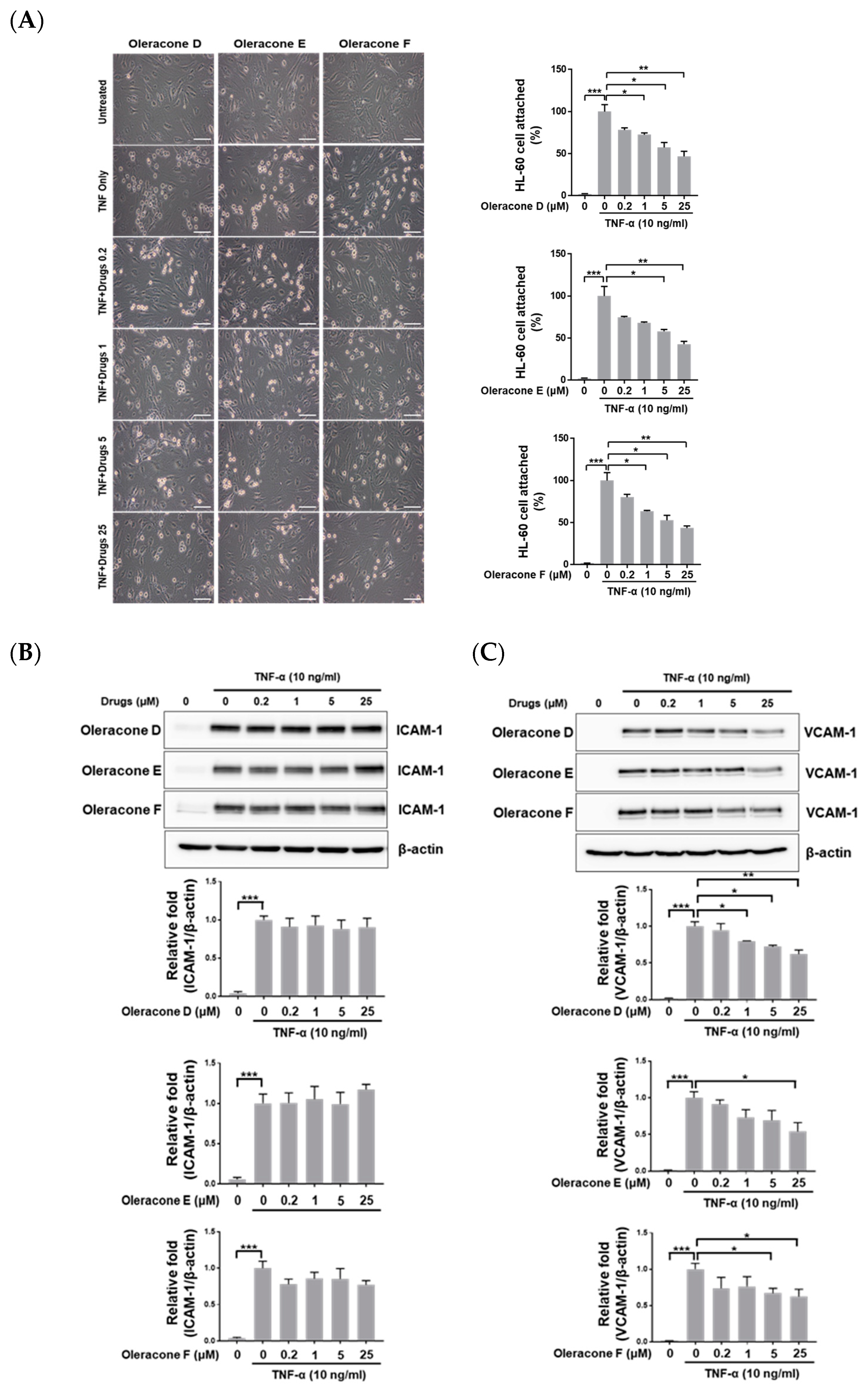 Ijms 24 02056 g002 Ijms 24 02056 g002