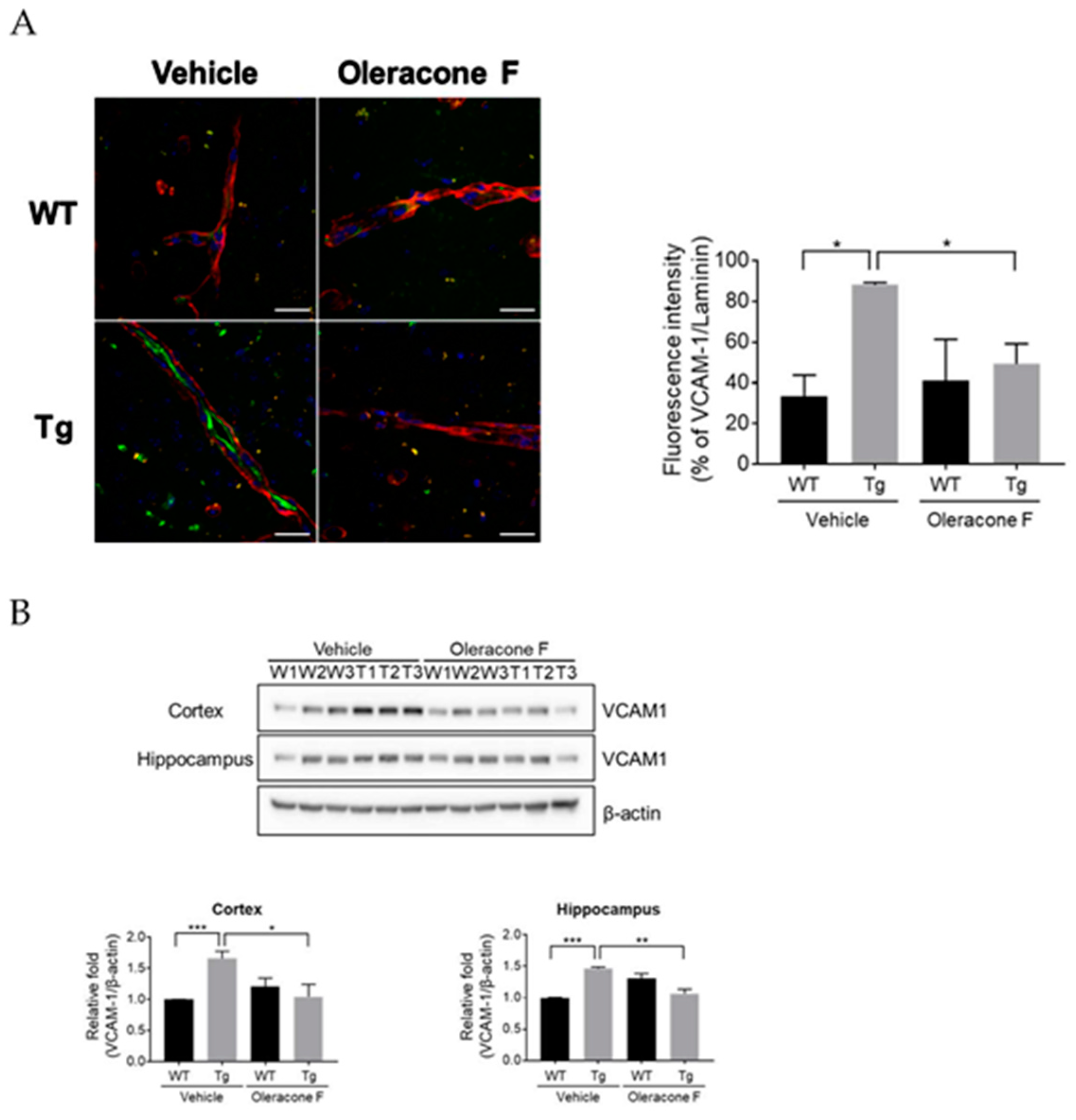 Ijms 24 02056 g004 Ijms 24 02056 g004