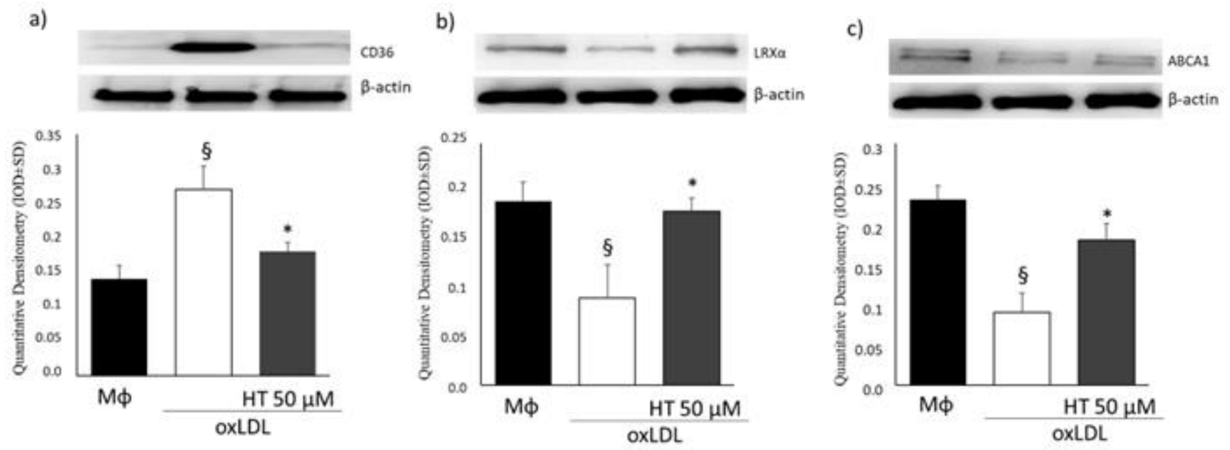 Ijms 24 02057 g004 Ijms 24 02057 g004