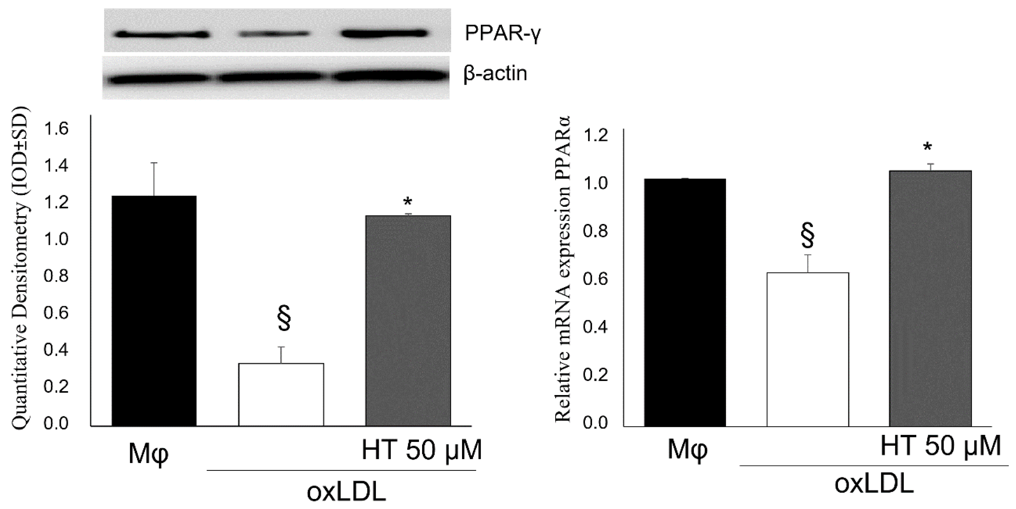 Ijms 24 02057 g005 Ijms 24 02057 g005