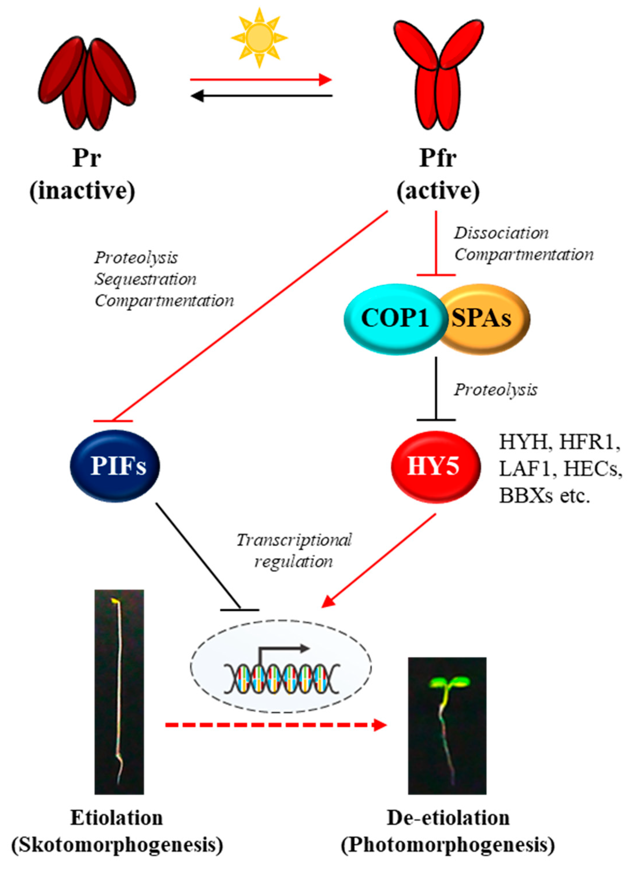 IJMS Free Full Text Regulation of Plant Photoresponses by