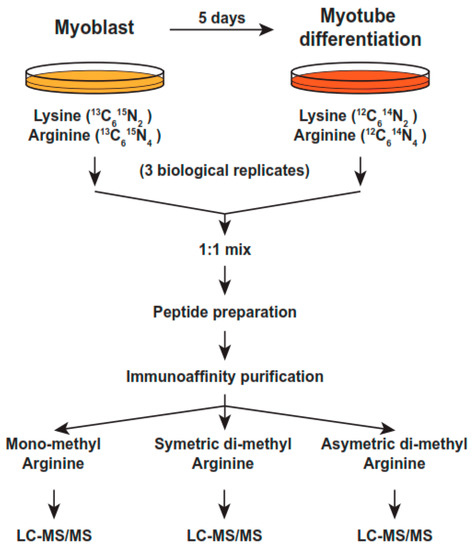 structure of arginine