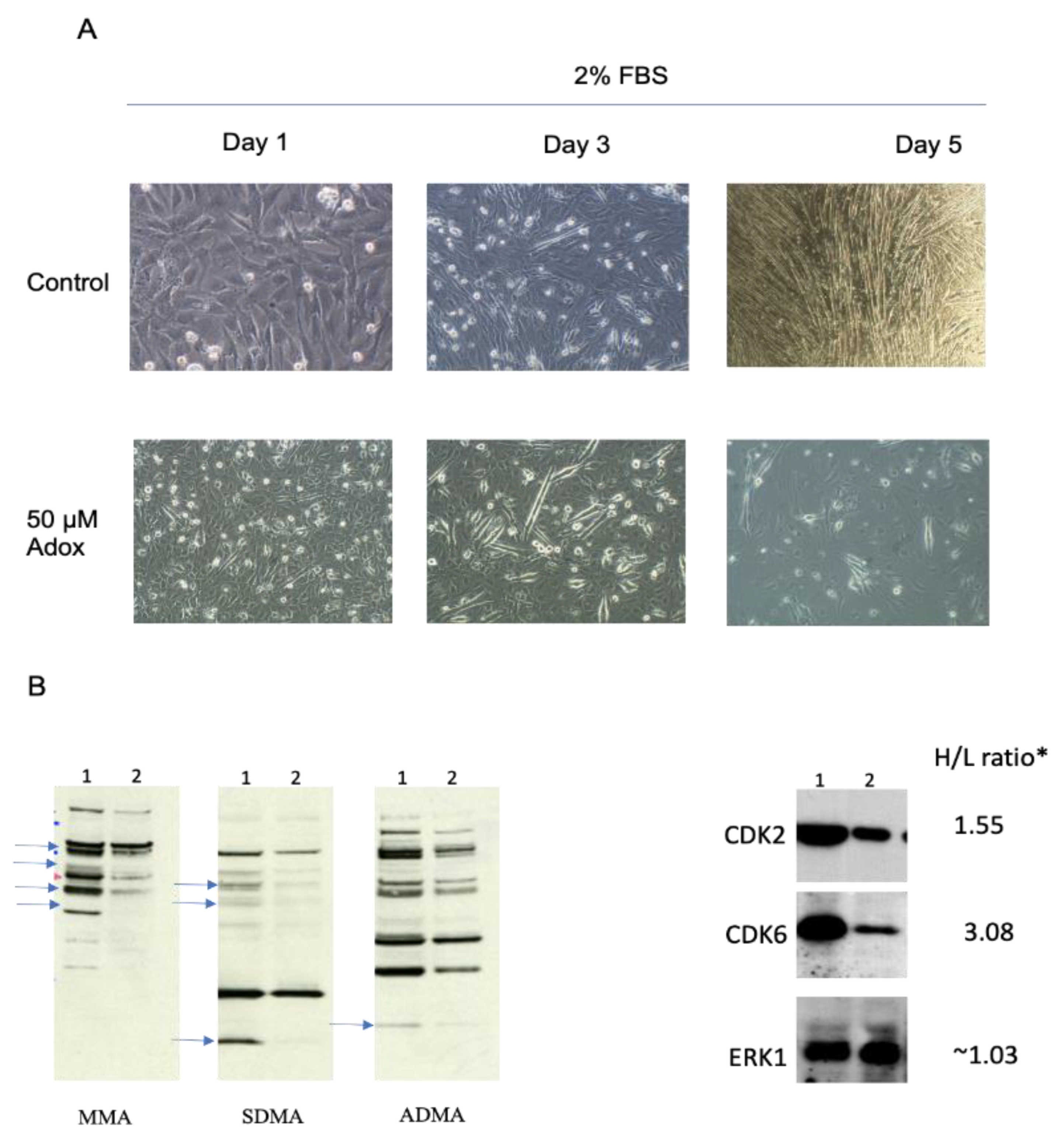 Ijms 24 02124 g002 Ijms 24 02124 g002
