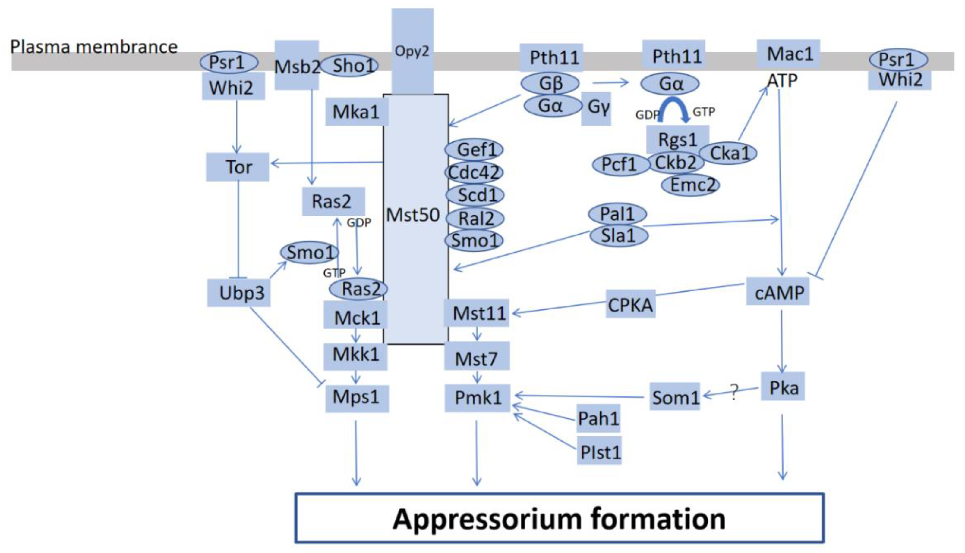 Ijms 24 02141 g001 Ijms 24 02141 g001