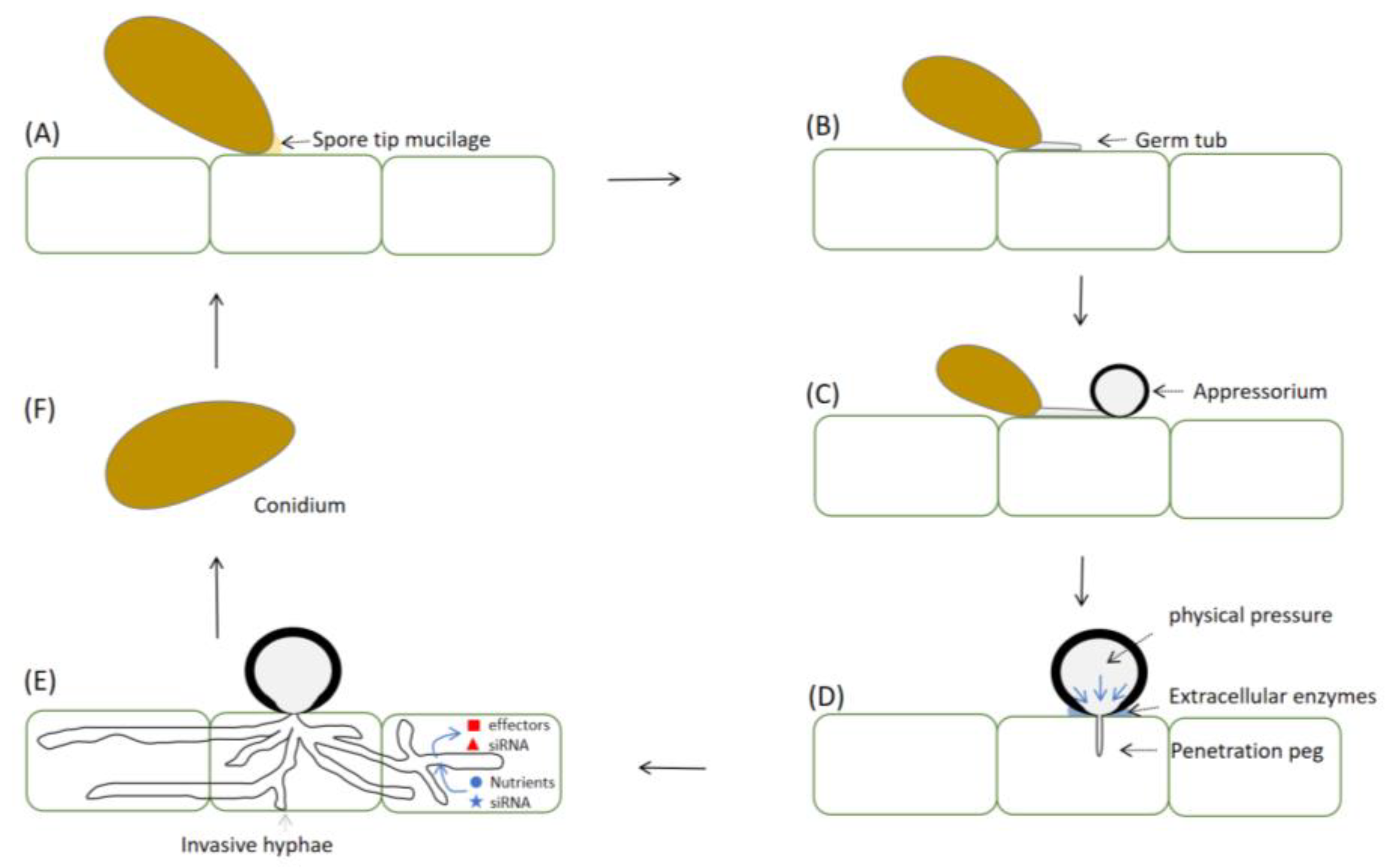 Ijms 24 02141 g002 Ijms 24 02141 g002