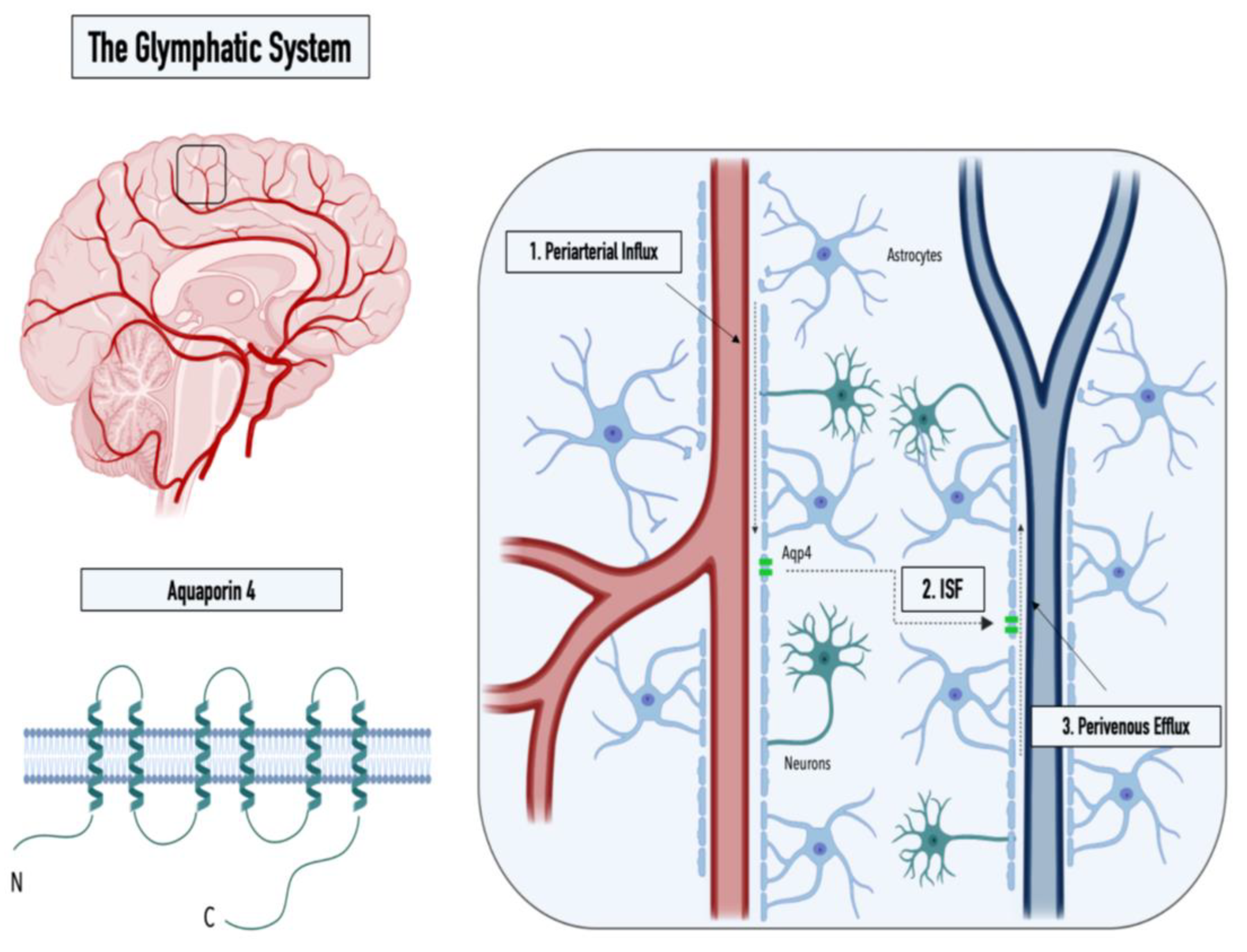 IJMS | Free Full-Text | How Organ-on-a-Chip Technology Can Assist in  Studying the Role of the Glymphatic System in Neurodegenerative Diseases