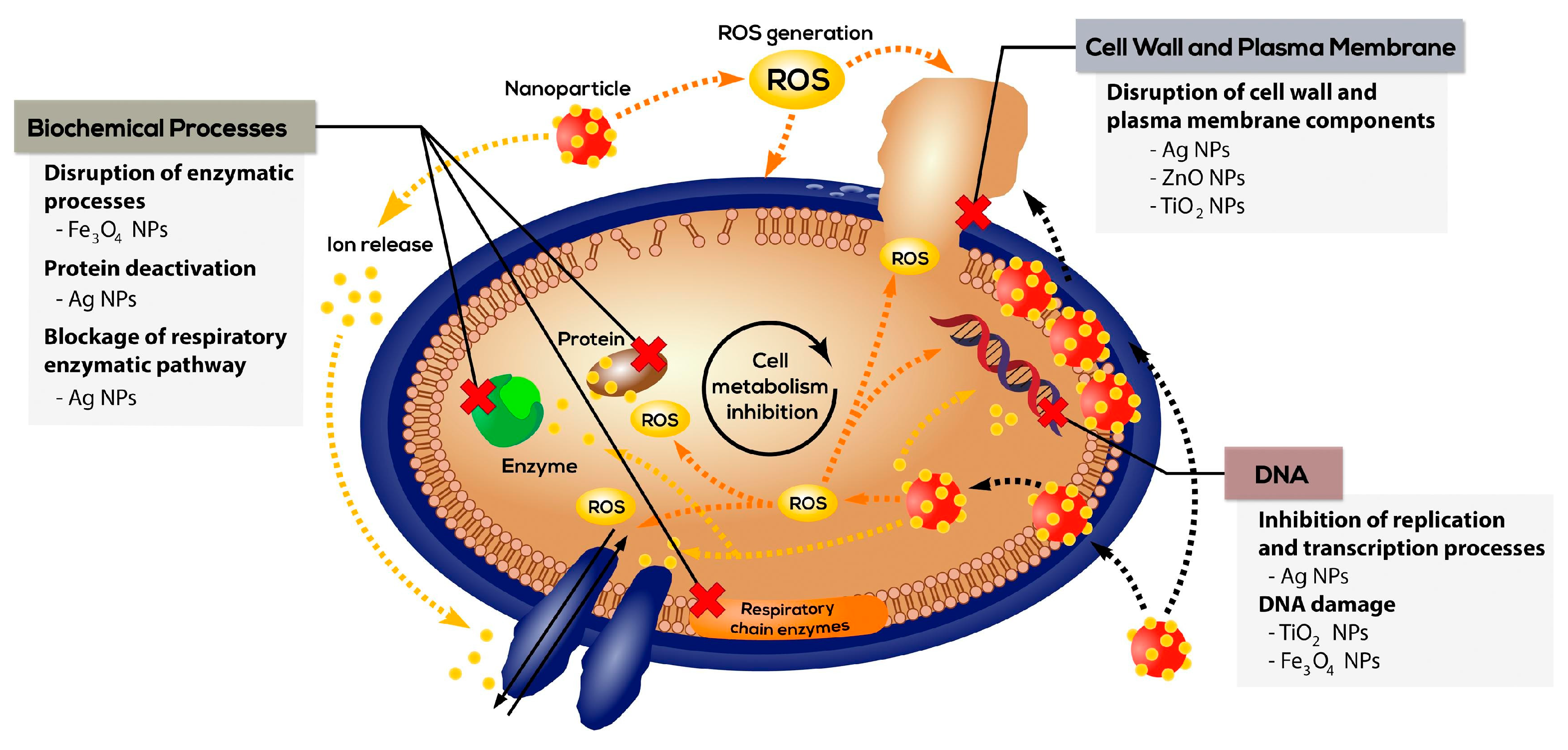Ijms 24 02191 g006 Ijms 24 02191 g006