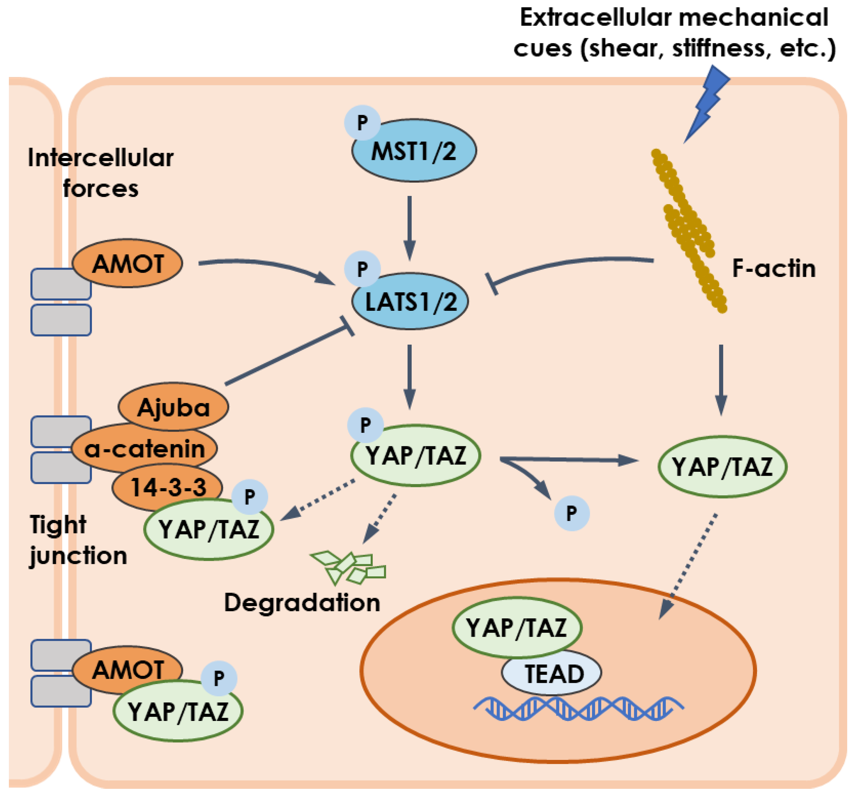 IJMS | Free Full-Text | Potential Roles of YAP/TAZ Mechanotransduction in  Spaceflight-Induced Liver Dysfunction