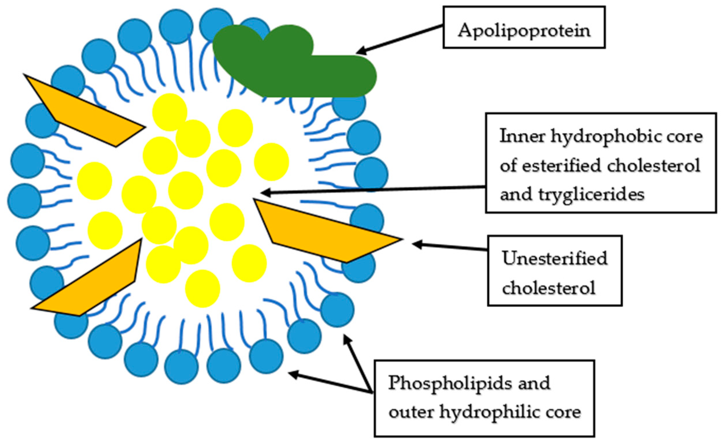 Ijms 24 02237 g001 Ijms 24 02237 g001