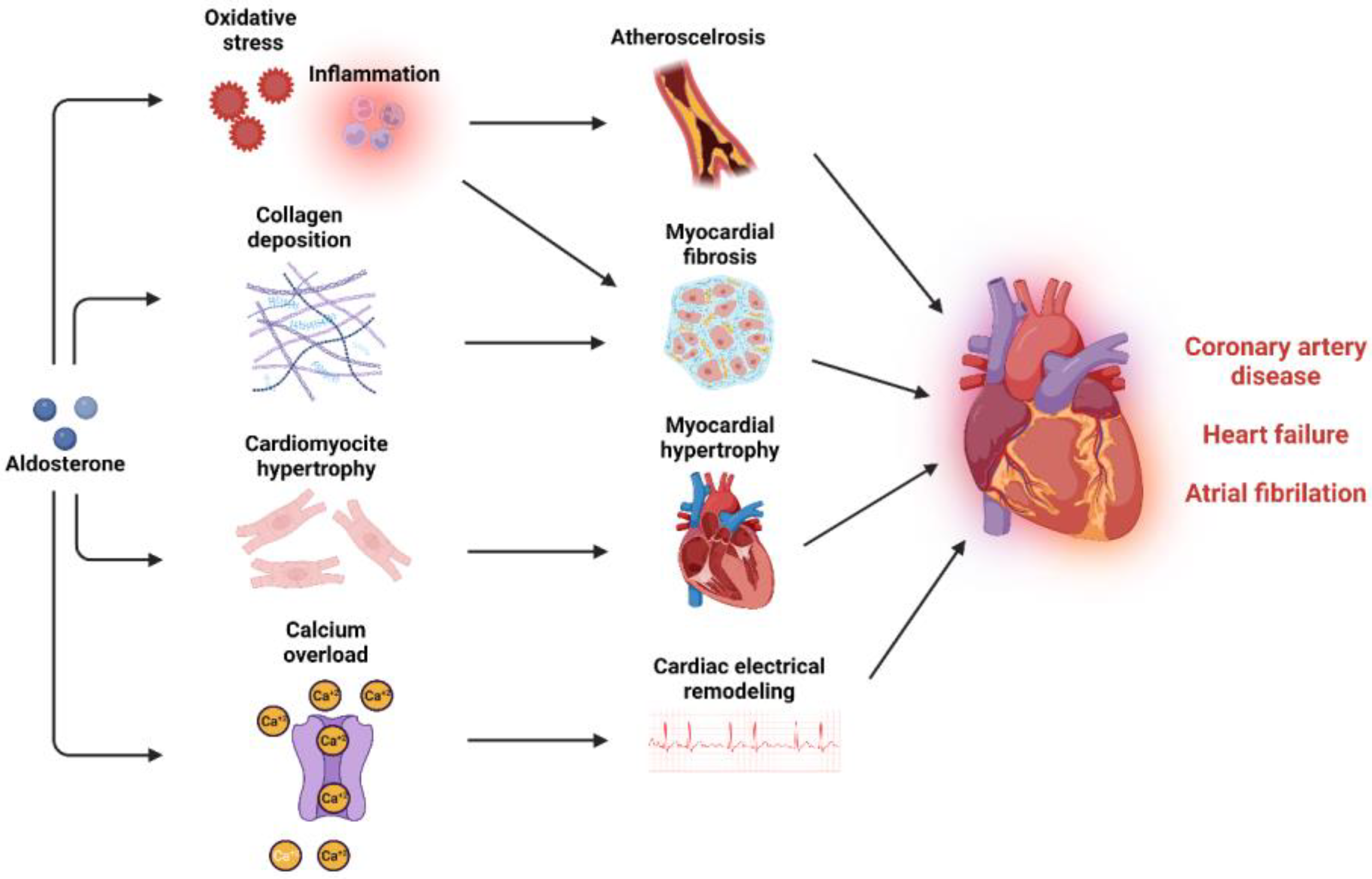 IJMS | Free Full-Text | Cardiovascular Disease in Obstructive Sleep ...