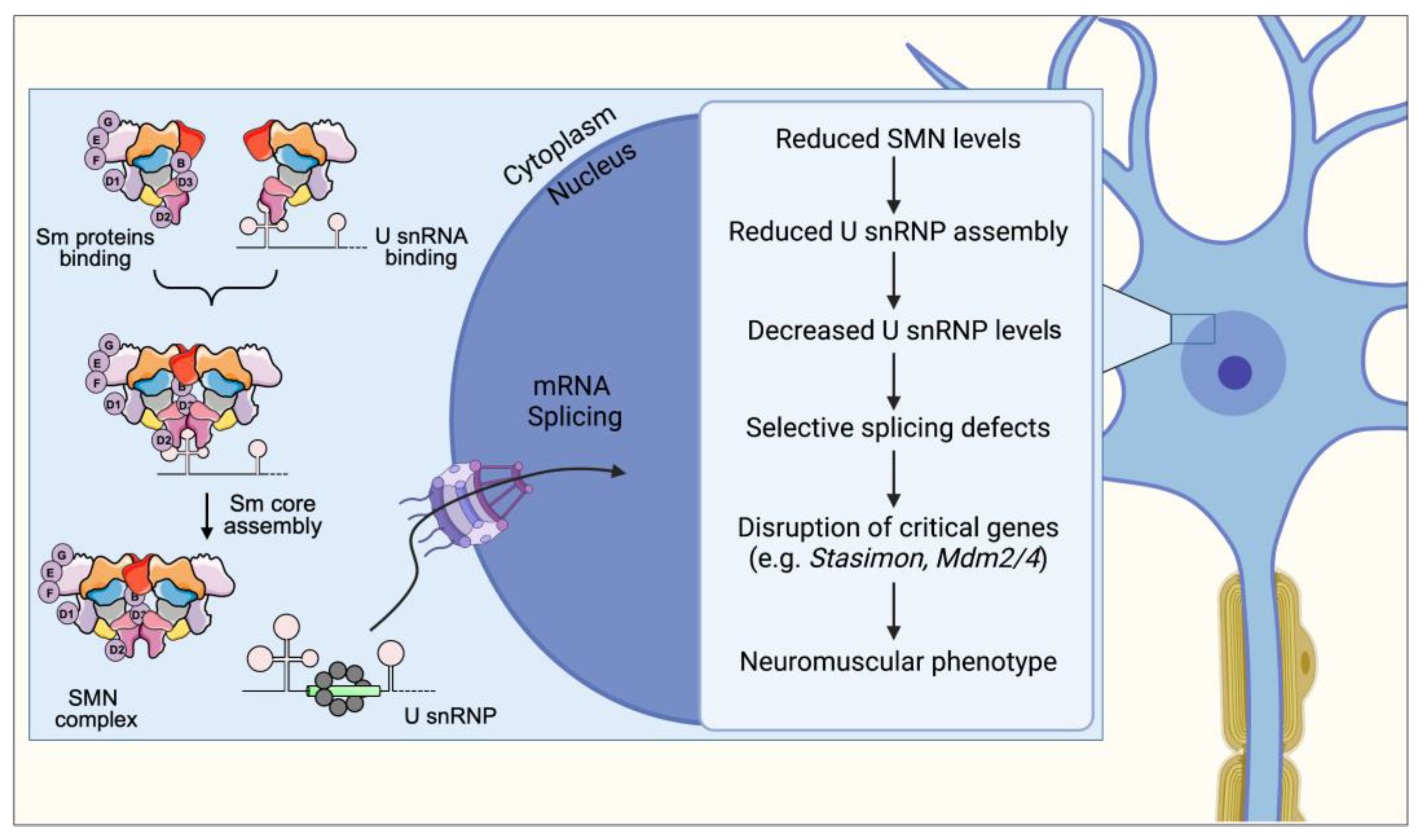 Ijms 24 02247 g001 Ijms 24 02247 g001