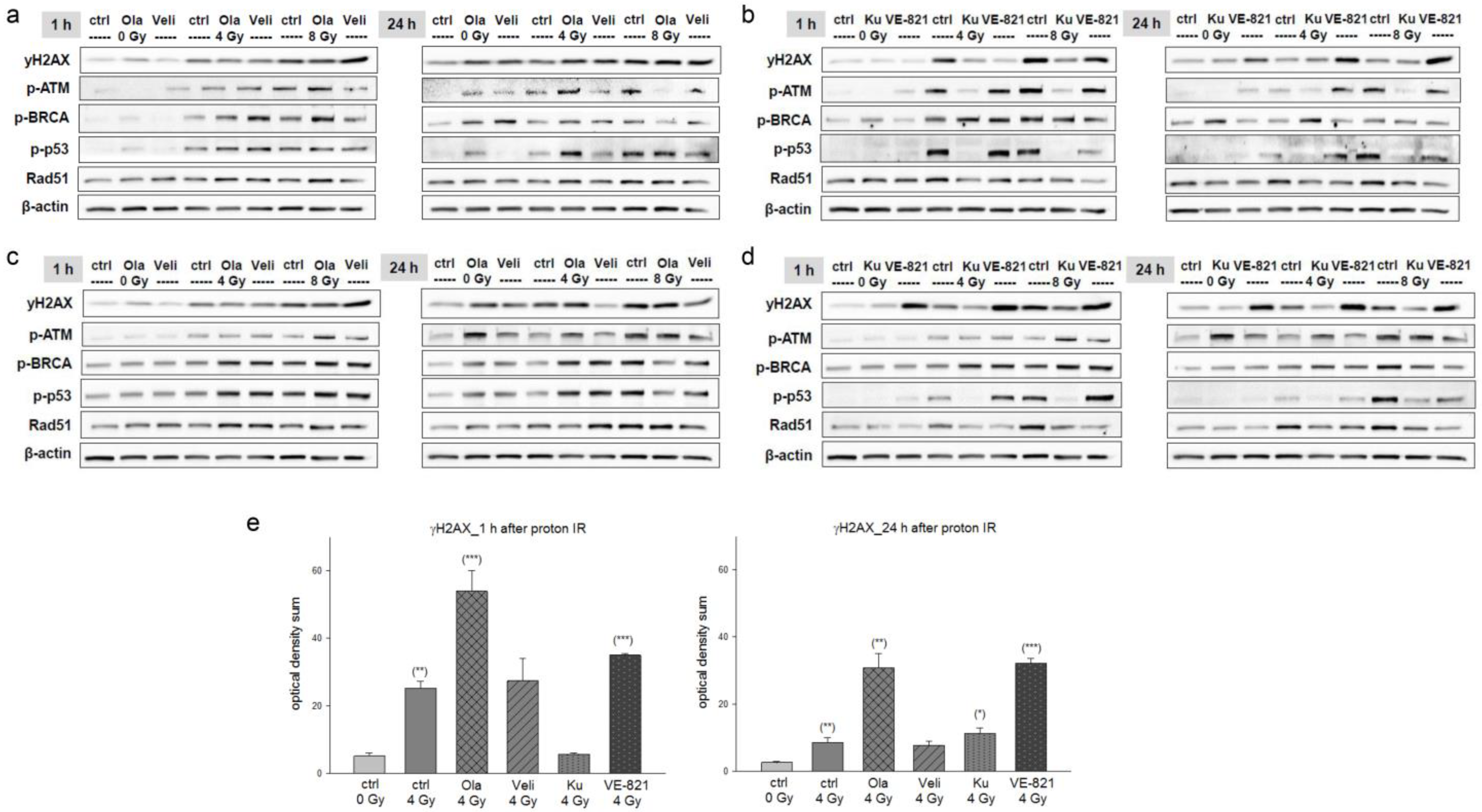 Ijms 24 02315 g002 Ijms 24 02315 g002