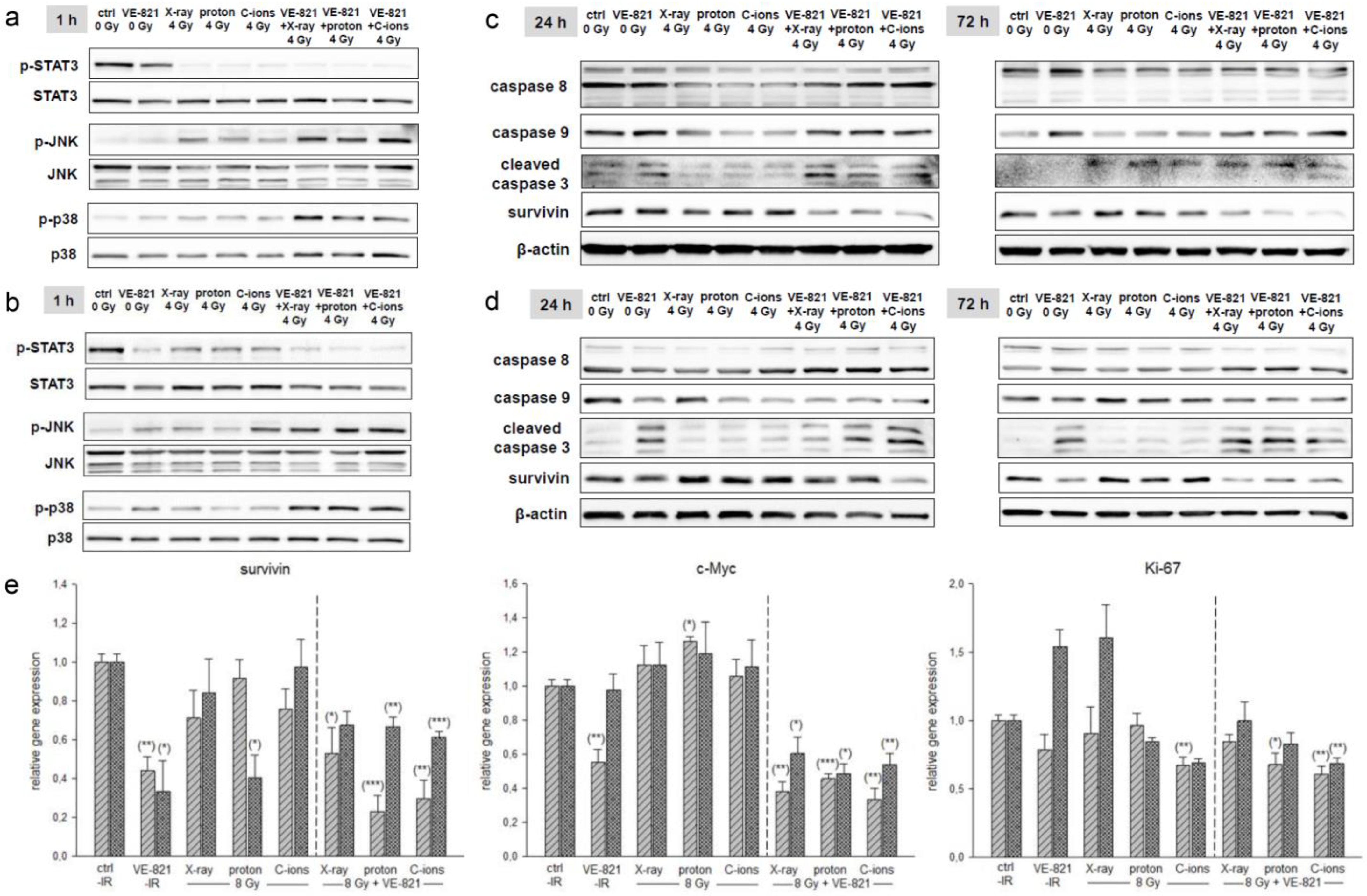 Ijms 24 02315 g005 Ijms 24 02315 g005