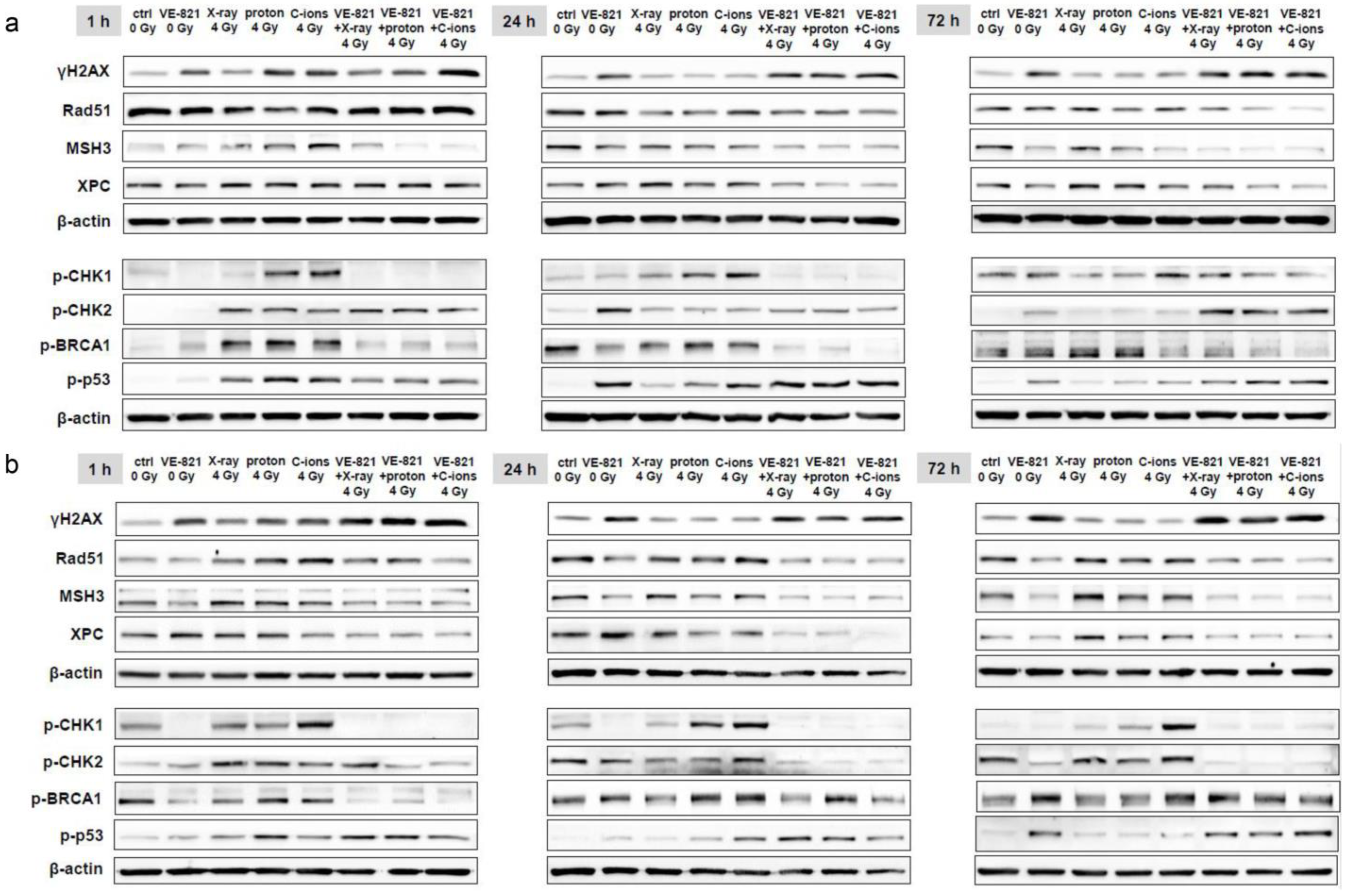 Ijms 24 02315 g006 Ijms 24 02315 g006