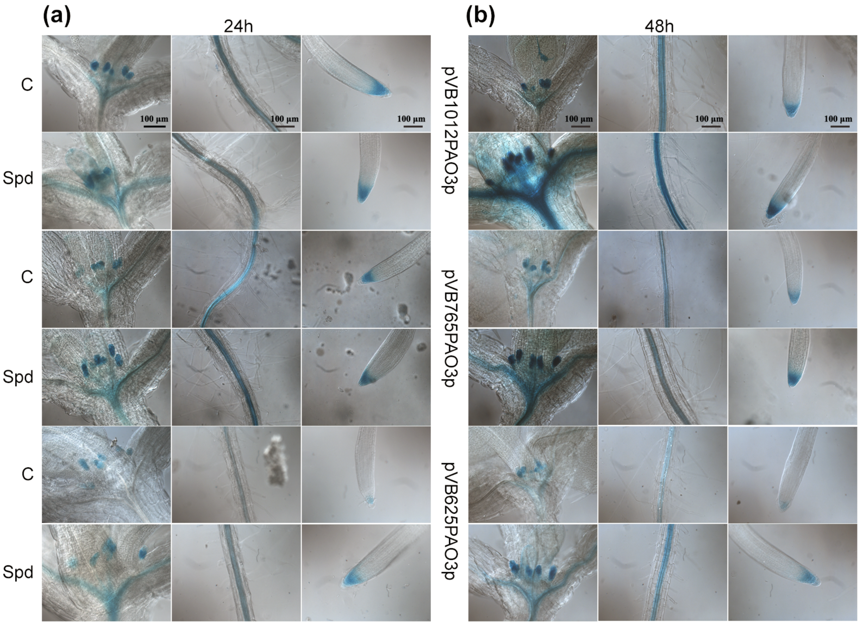 Ijms 24 02317 g003 Ijms 24 02317 g003