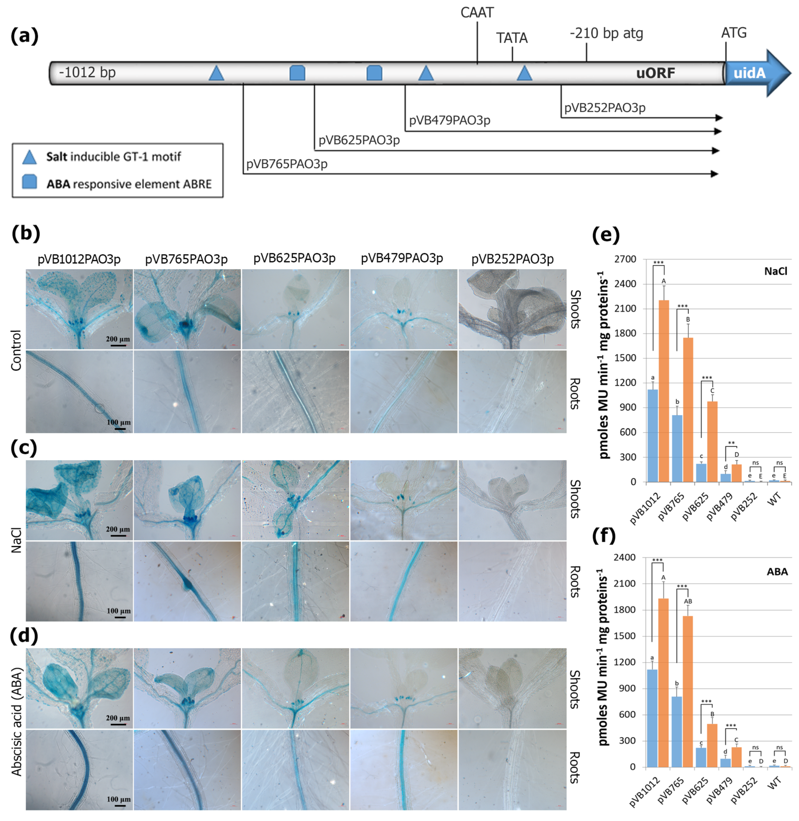 Ijms 24 02317 g005 Ijms 24 02317 g005