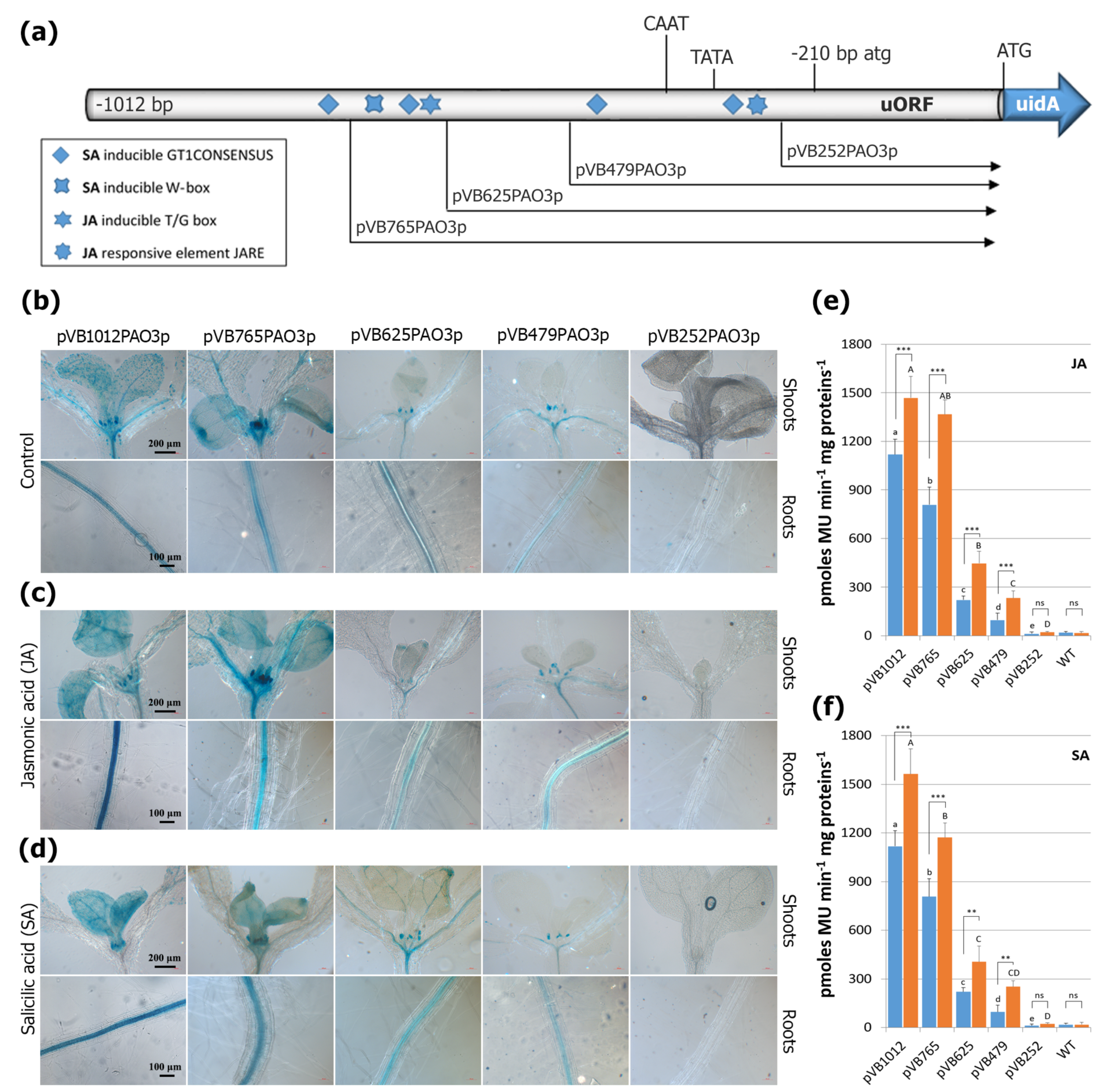 Ijms 24 02317 g007 Ijms 24 02317 g007