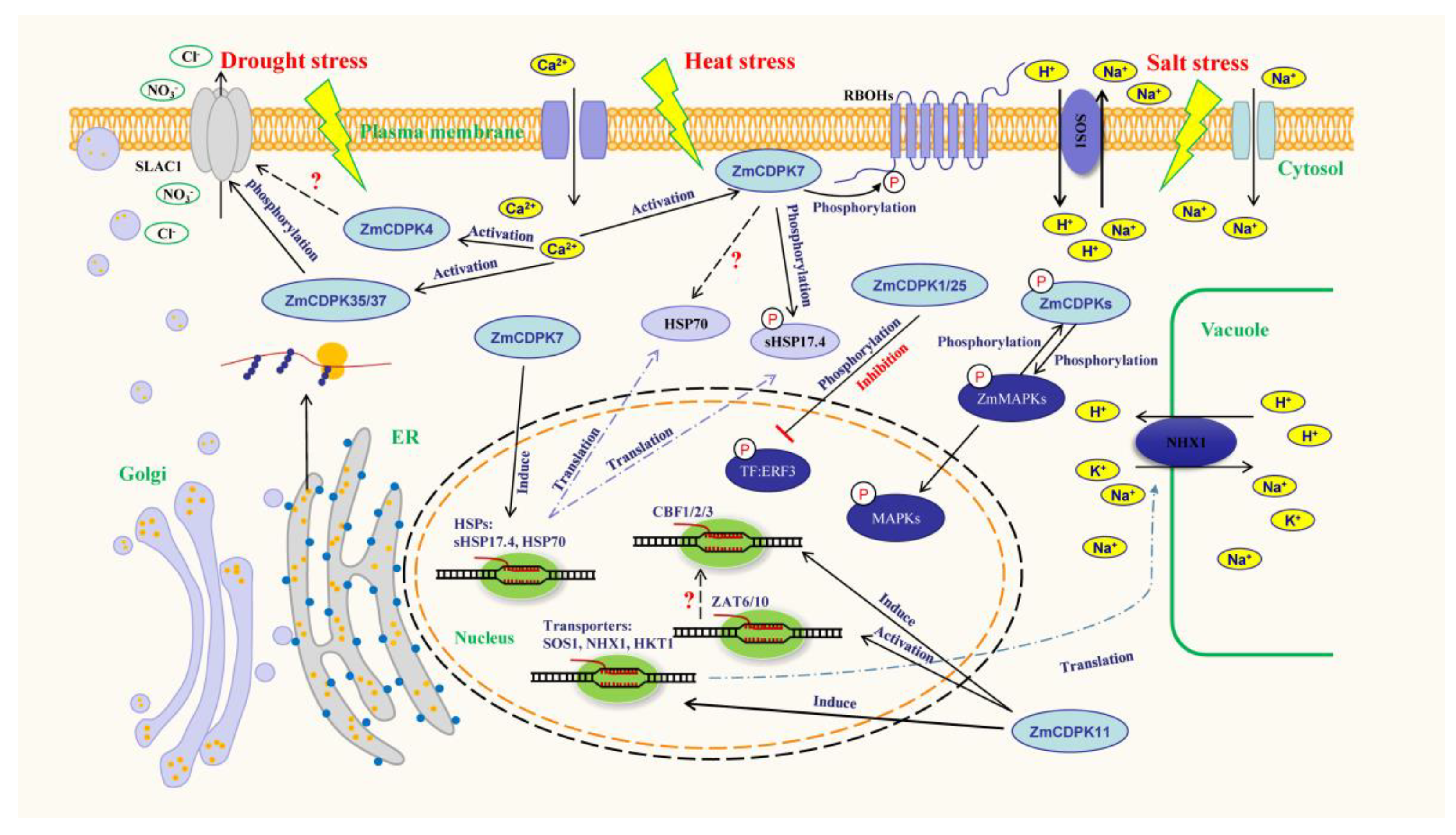 Ijms 24 02325 g001 Ijms 24 02325 g001