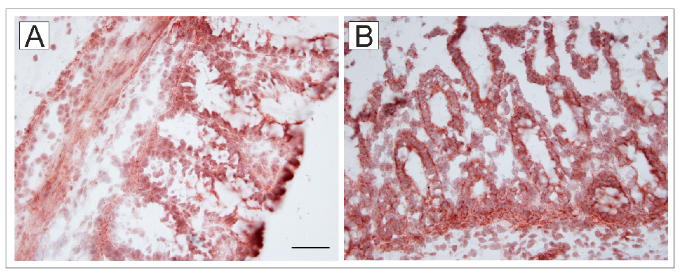 Ijms 24 02329 g006 Ijms 24 02329 g006