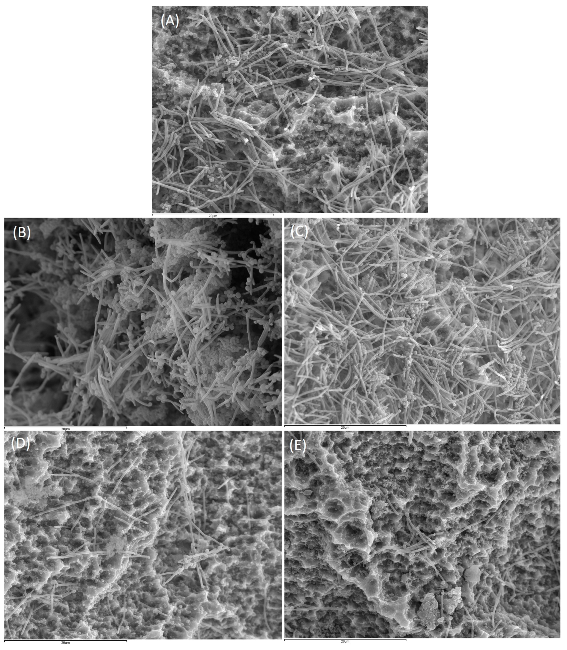 Ijms 24 02335 g004 Ijms 24 02335 g004