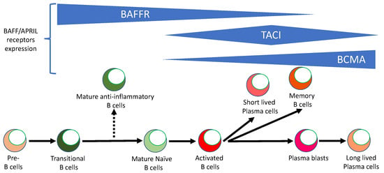 IJMS | Free Full-Text | Dual Role Of B Cells In Multiple Sclerosis