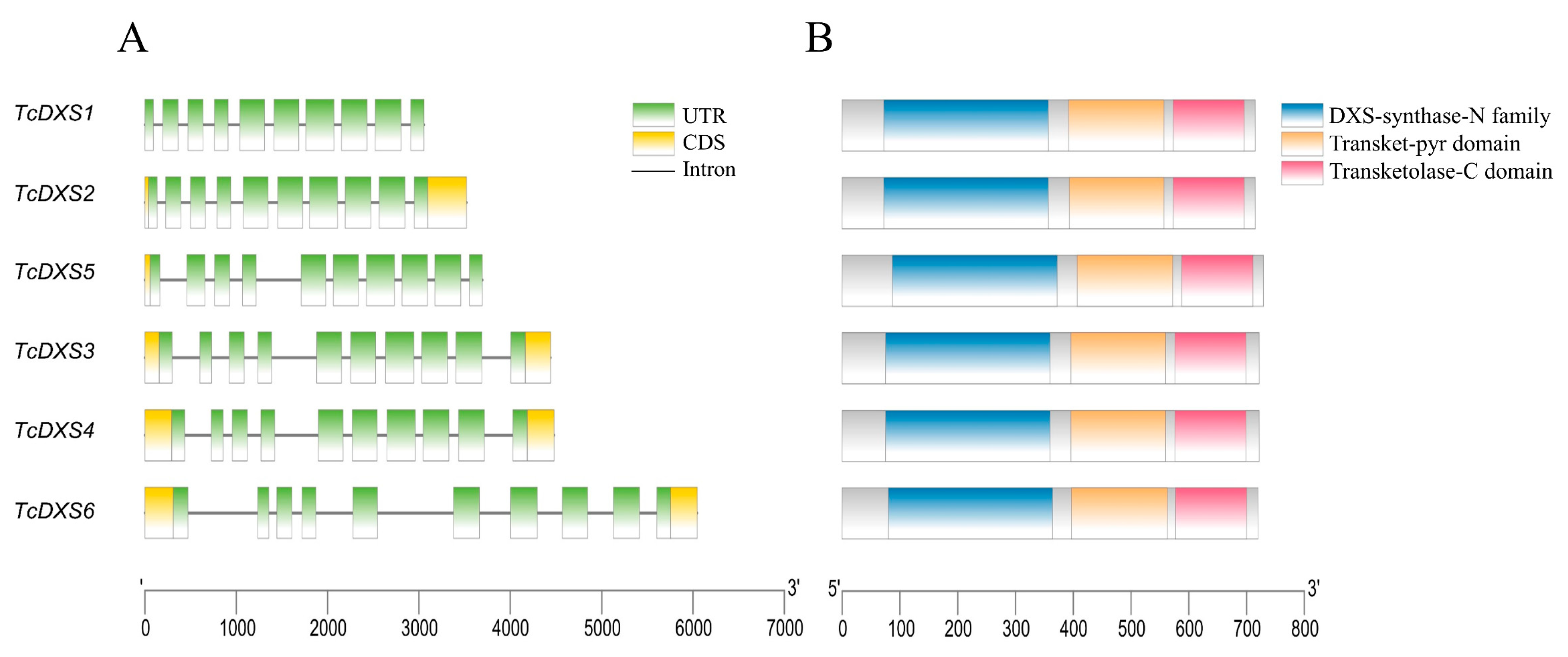 IJMS | Free Full-Text | Characterization of the 1-Deoxy-D-xylulose 5 ...