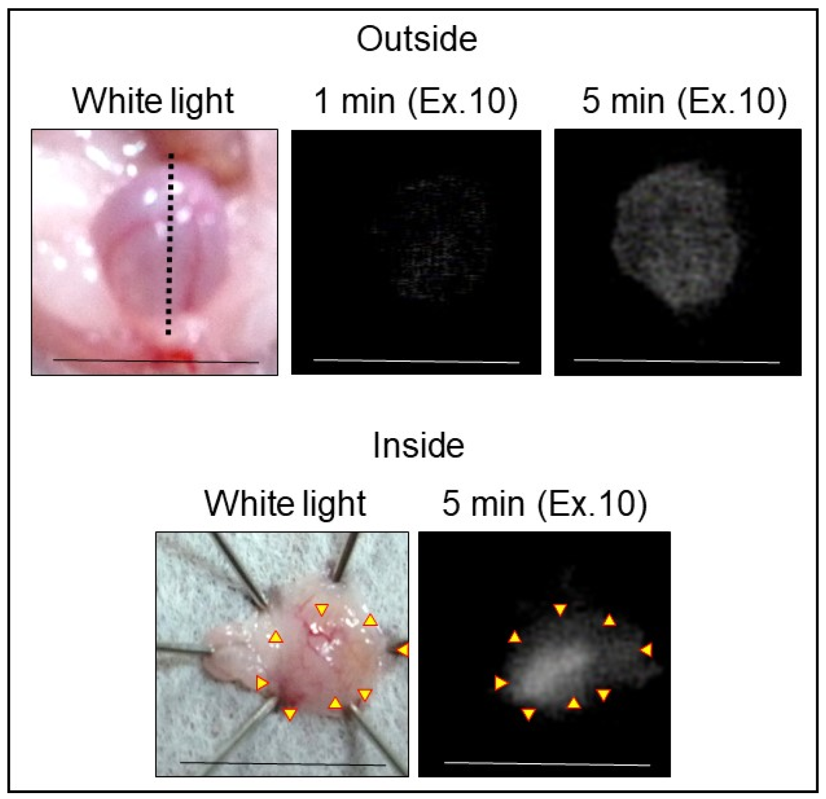 Ijms 24 02349 g004 Ijms 24 02349 g004