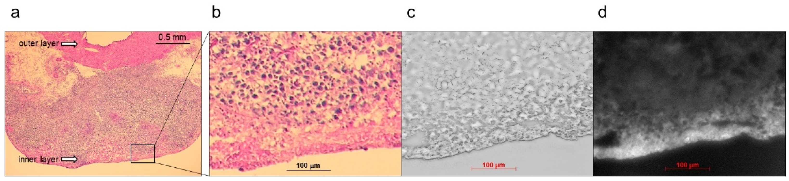 Ijms 24 02349 g007 Ijms 24 02349 g007