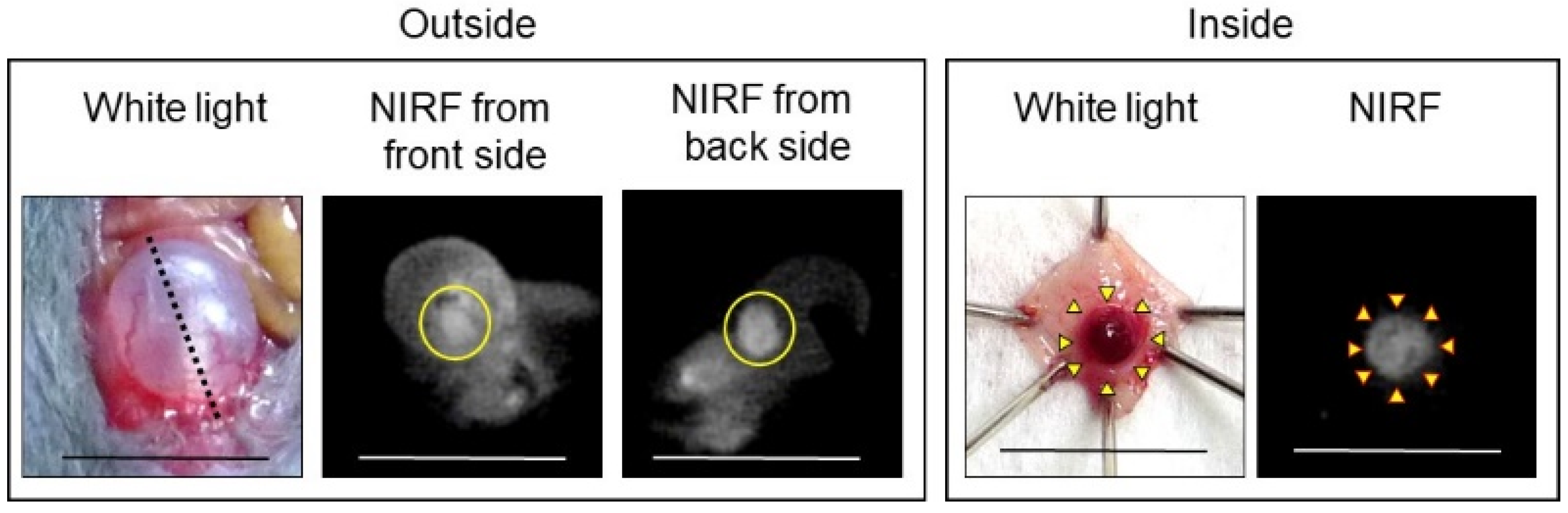 Ijms 24 02349 g008 Ijms 24 02349 g008
