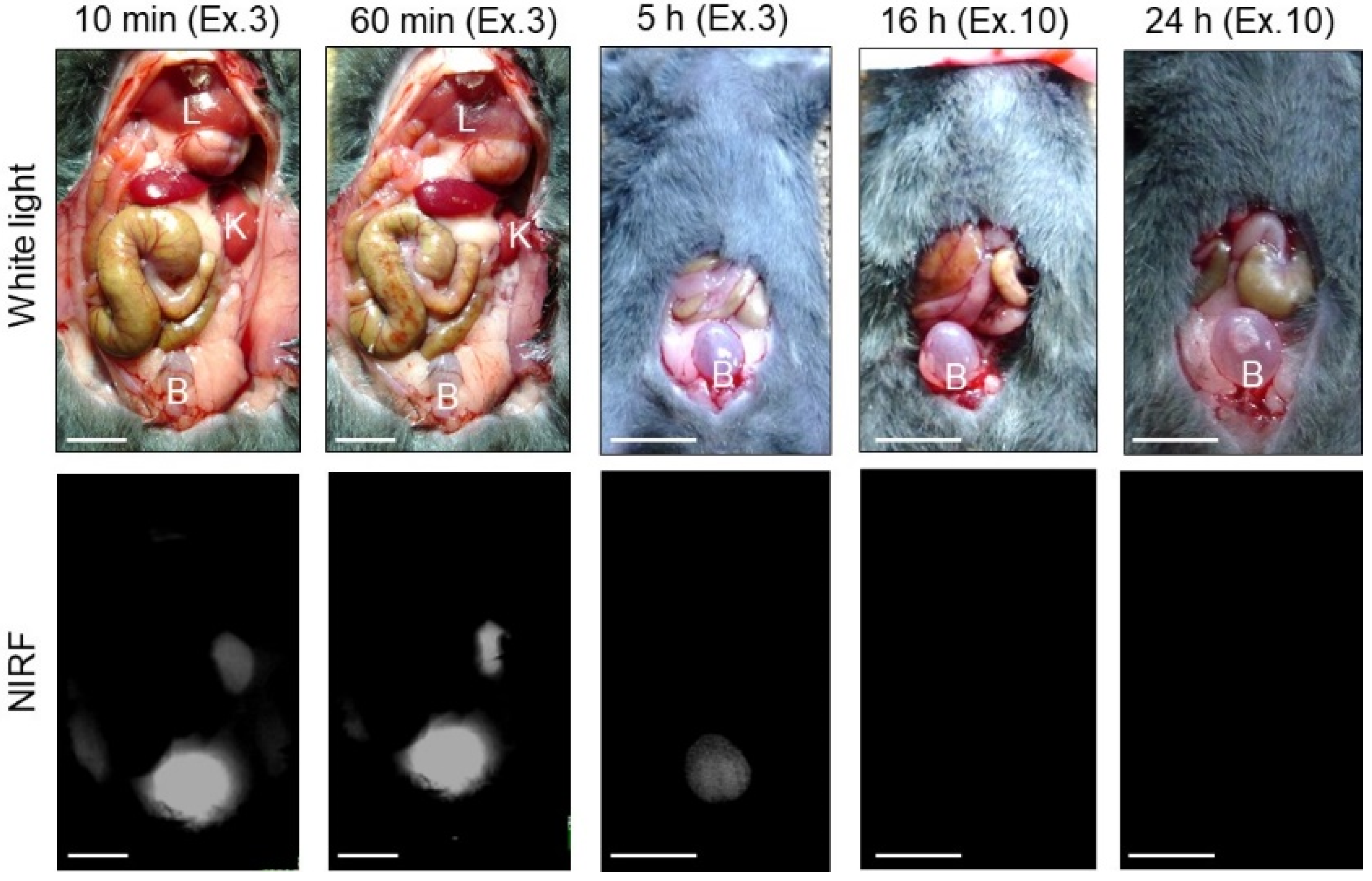 Ijms 24 02349 g010 Ijms 24 02349 g010