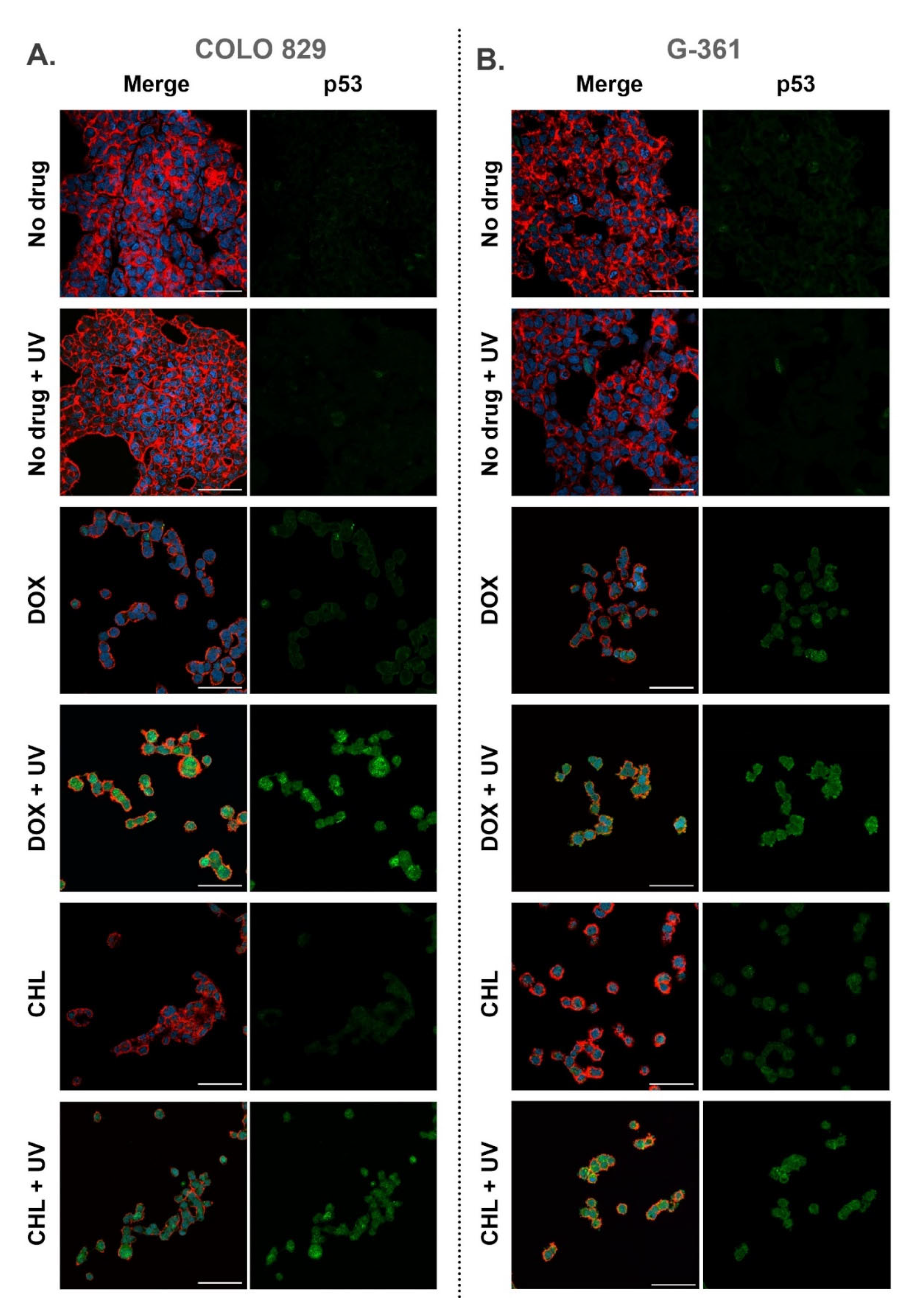 Ijms 24 02353 g006 Ijms 24 02353 g006
