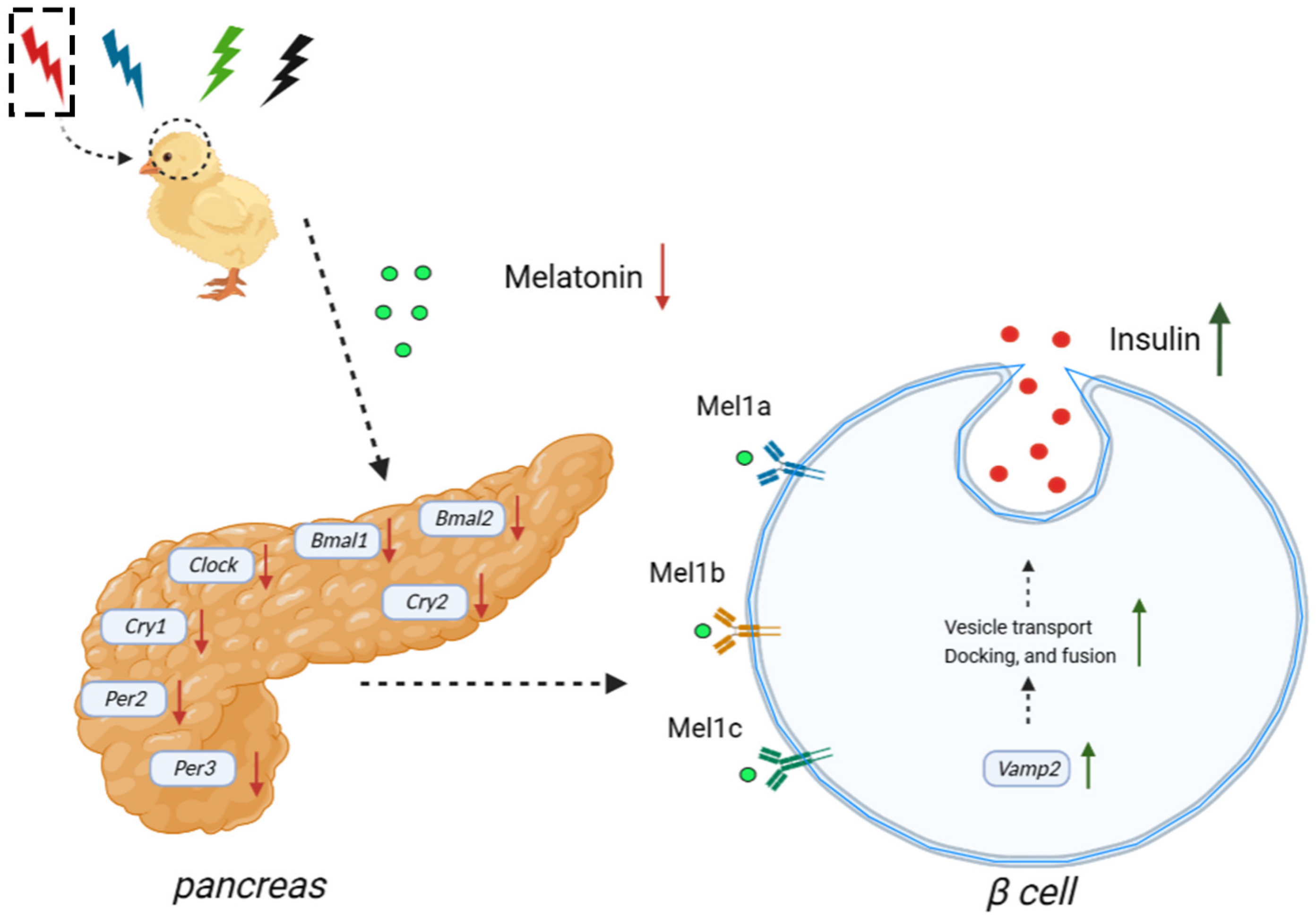 Ijms 24 02368 g006 Ijms 24 02368 g006