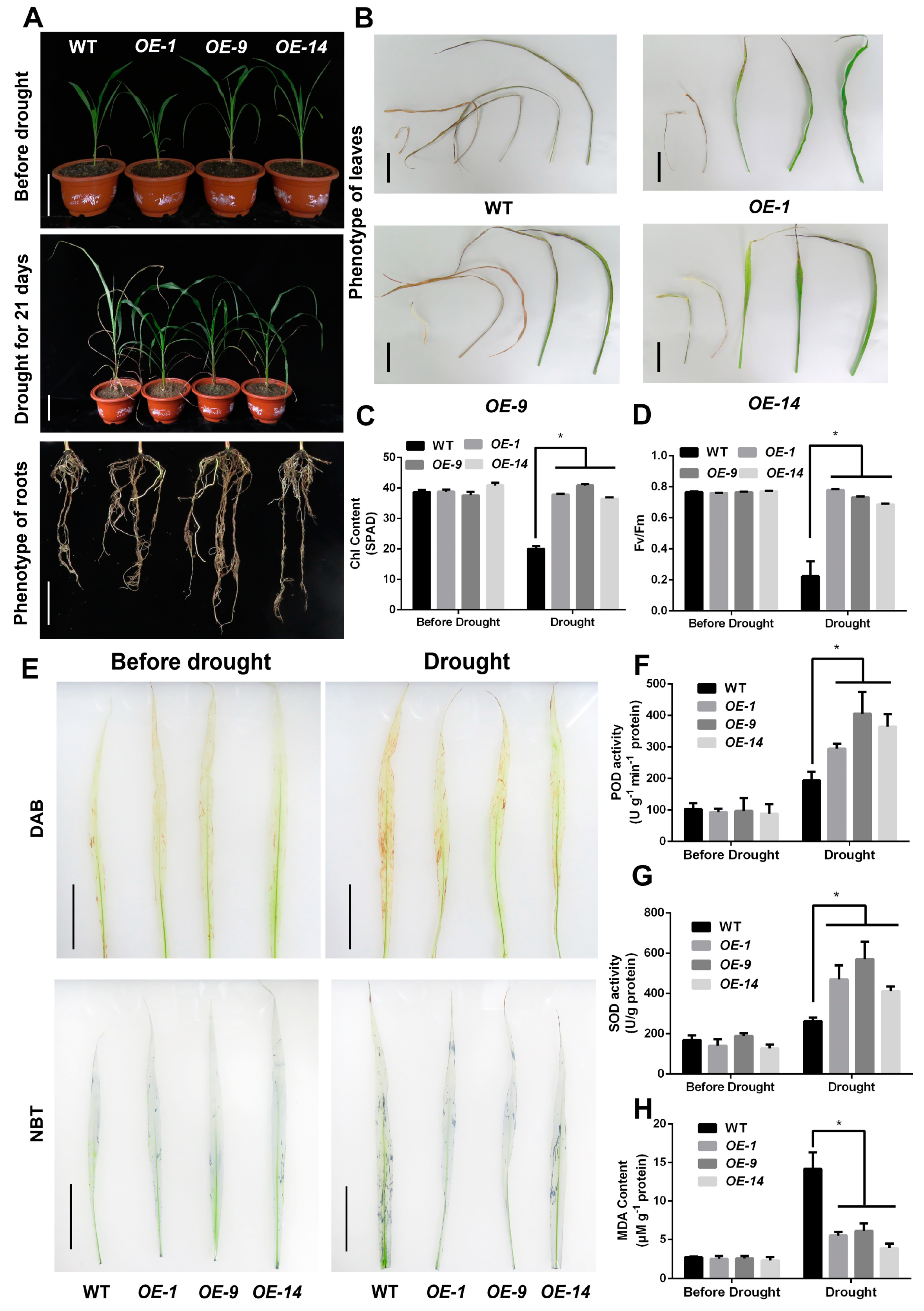 Ijms 24 02401 g003 Ijms 24 02401 g003
