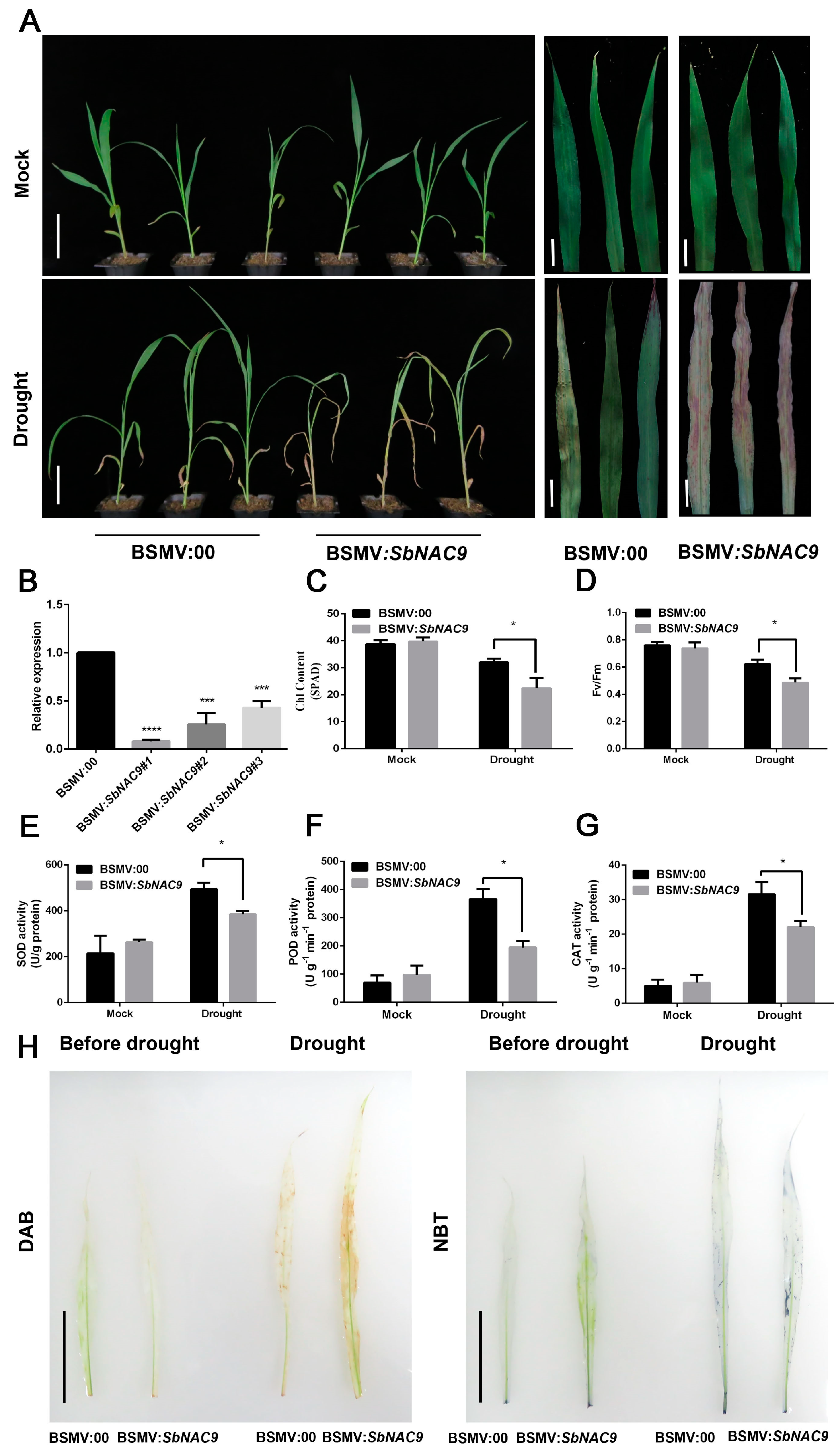 Ijms 24 02401 g004 Ijms 24 02401 g004