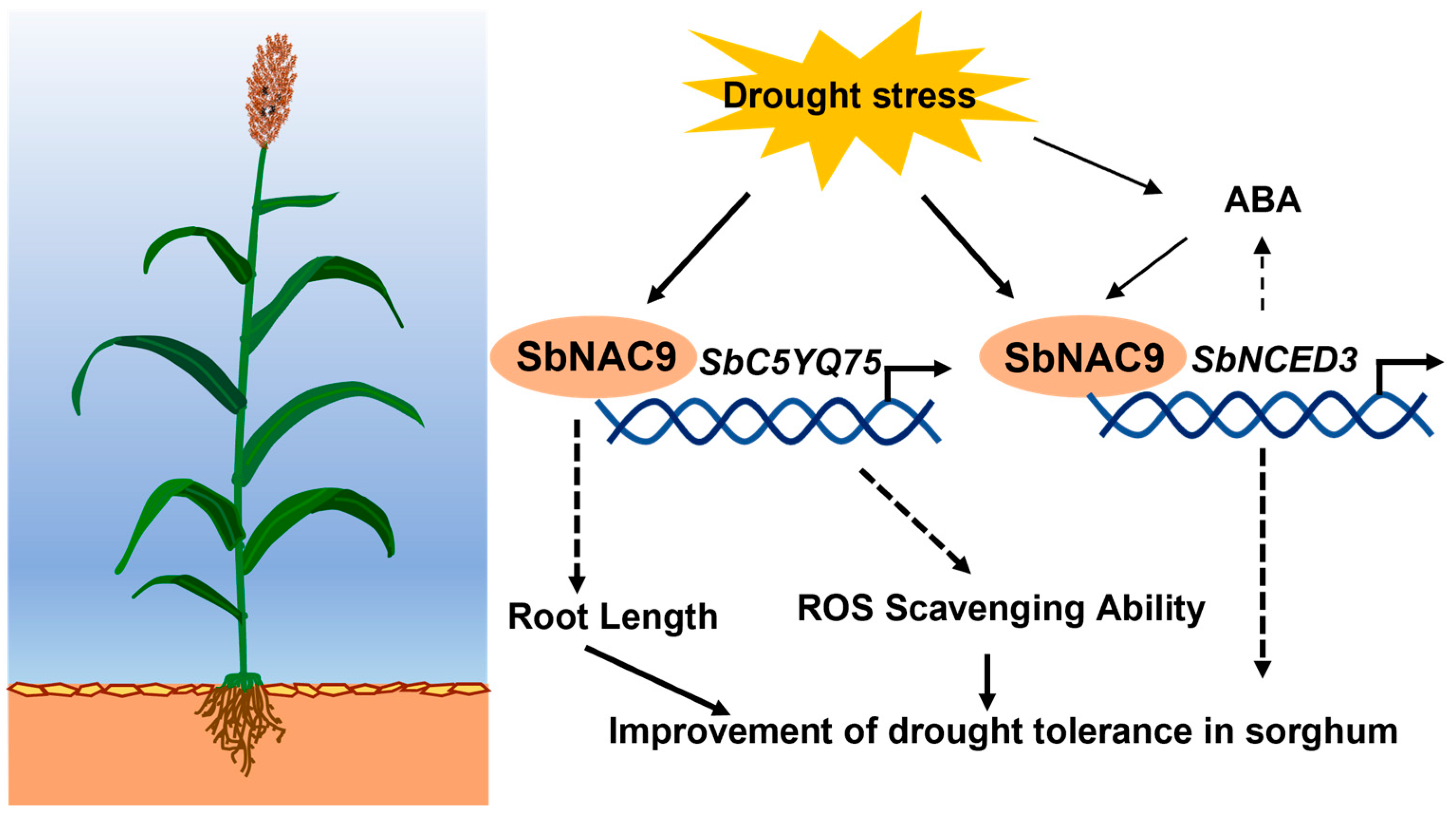 Ijms 24 02401 g007 Ijms 24 02401 g007