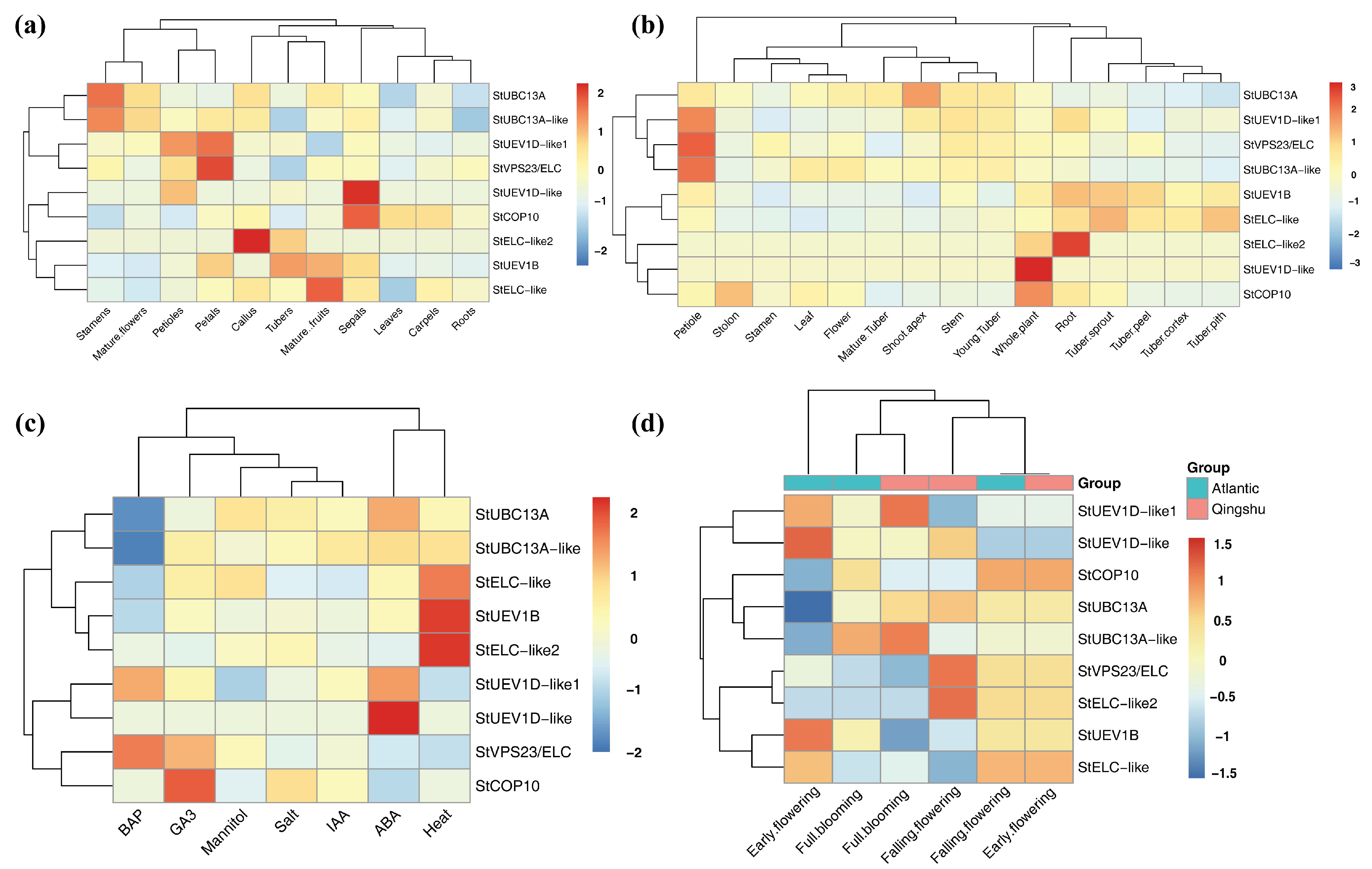 IJMS | Free Full-Text | Functional Characterization of Potato UBC13 ...