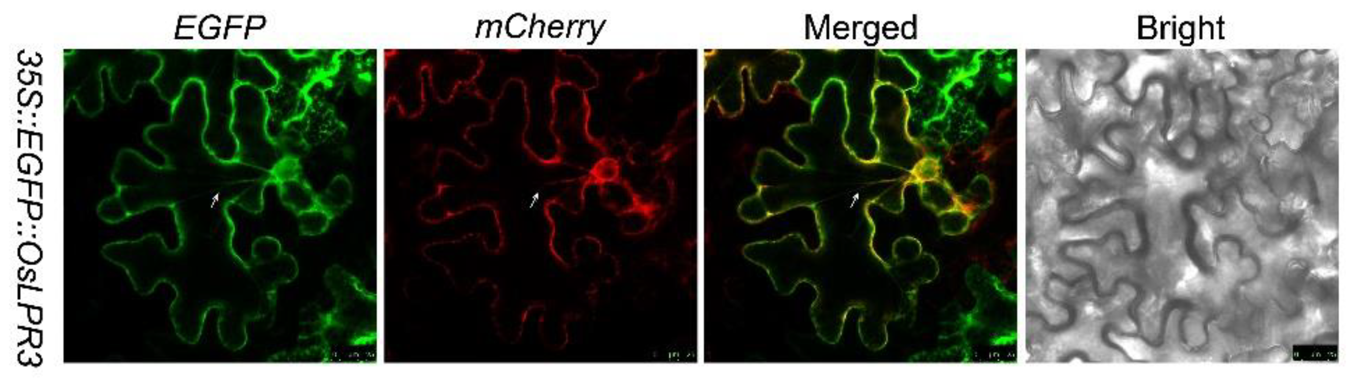 Ijms 24 02437 g002 Ijms 24 02437 g002